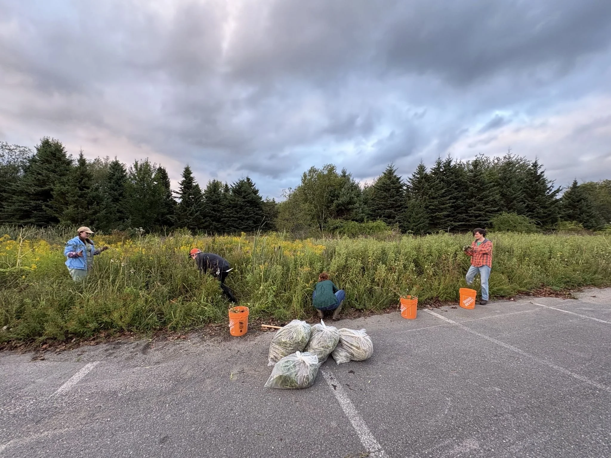 Site 3 invasive plant removal volunteer event. August, 2026. 