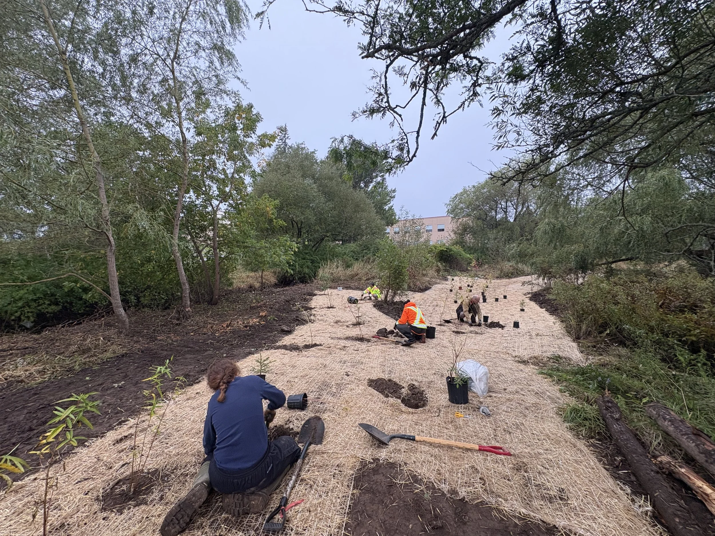 Volunteer wetland planting at Site 1. October, 2026.