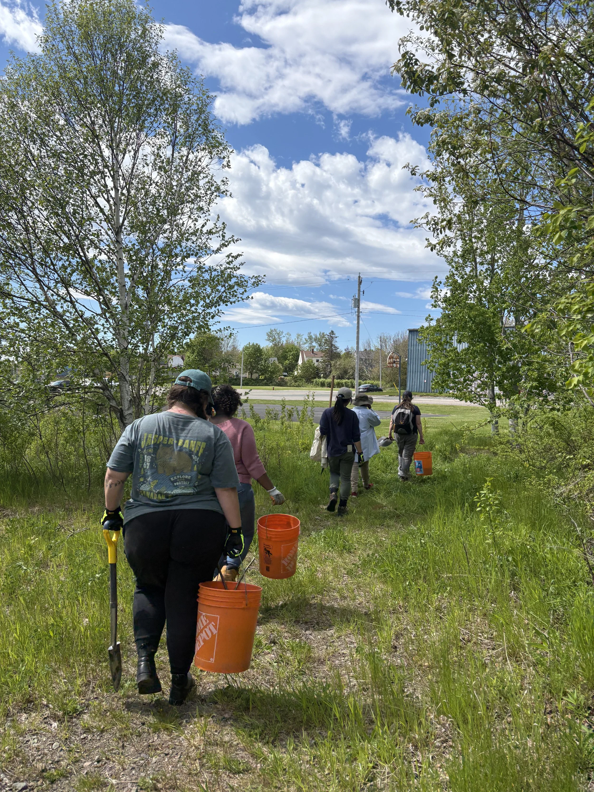 Multiflora rose removal. June, 2026