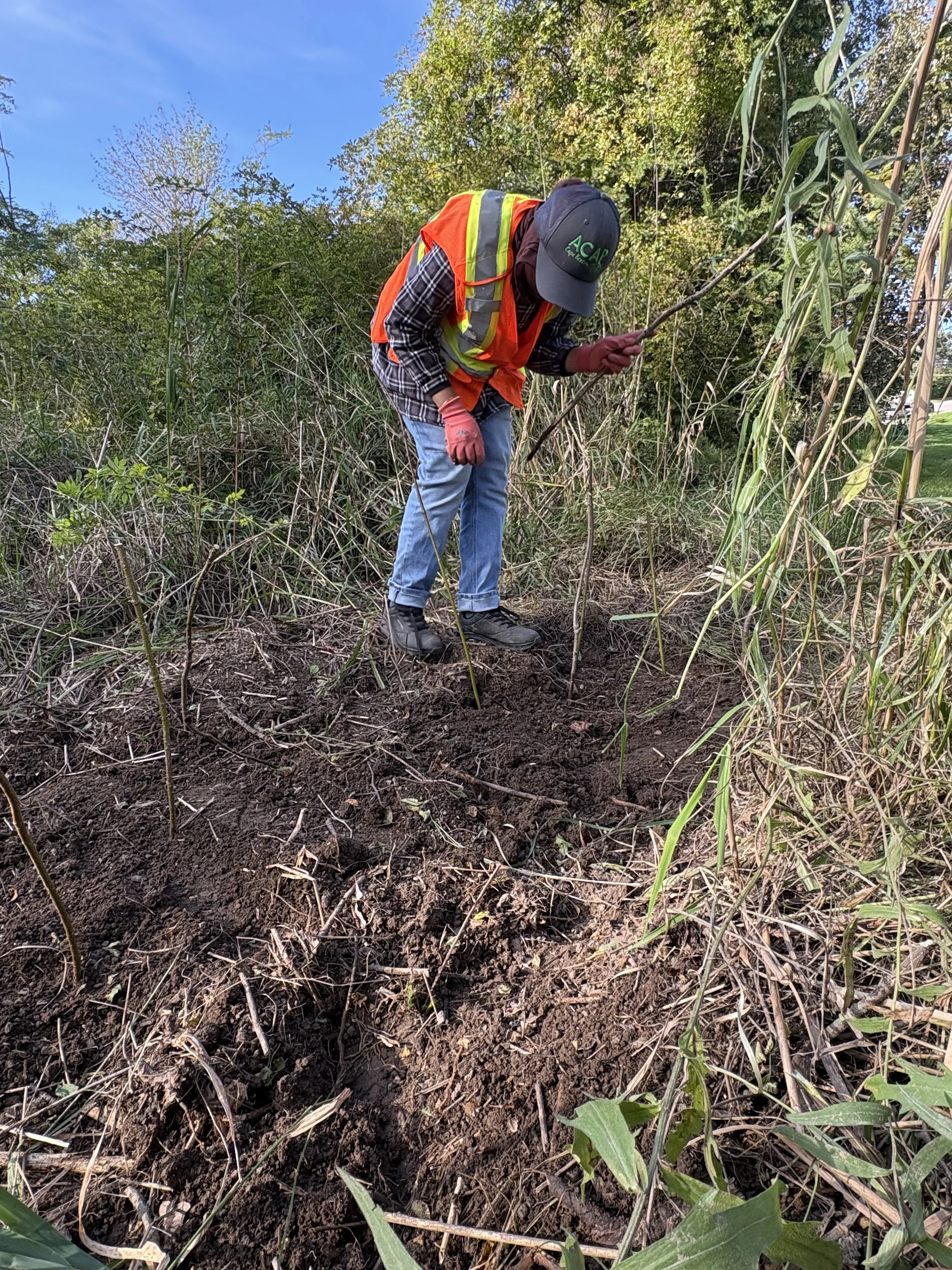 Live dogwood staking at Site 1. September, 2026. 