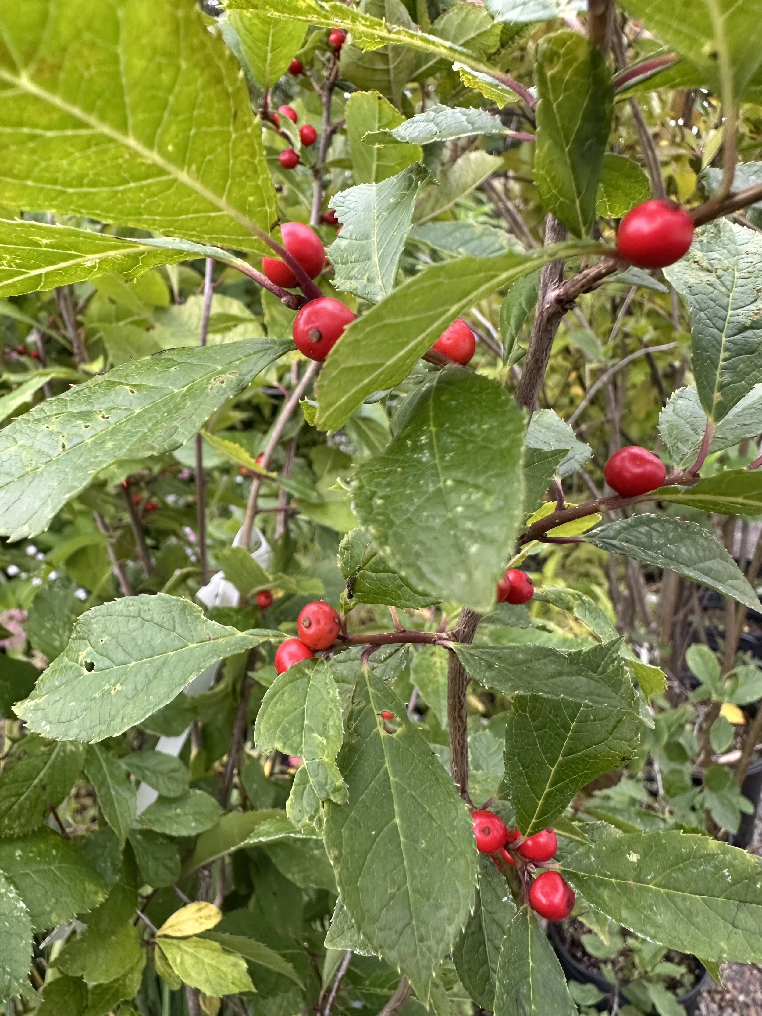Winterberry (Ilex verticillata)