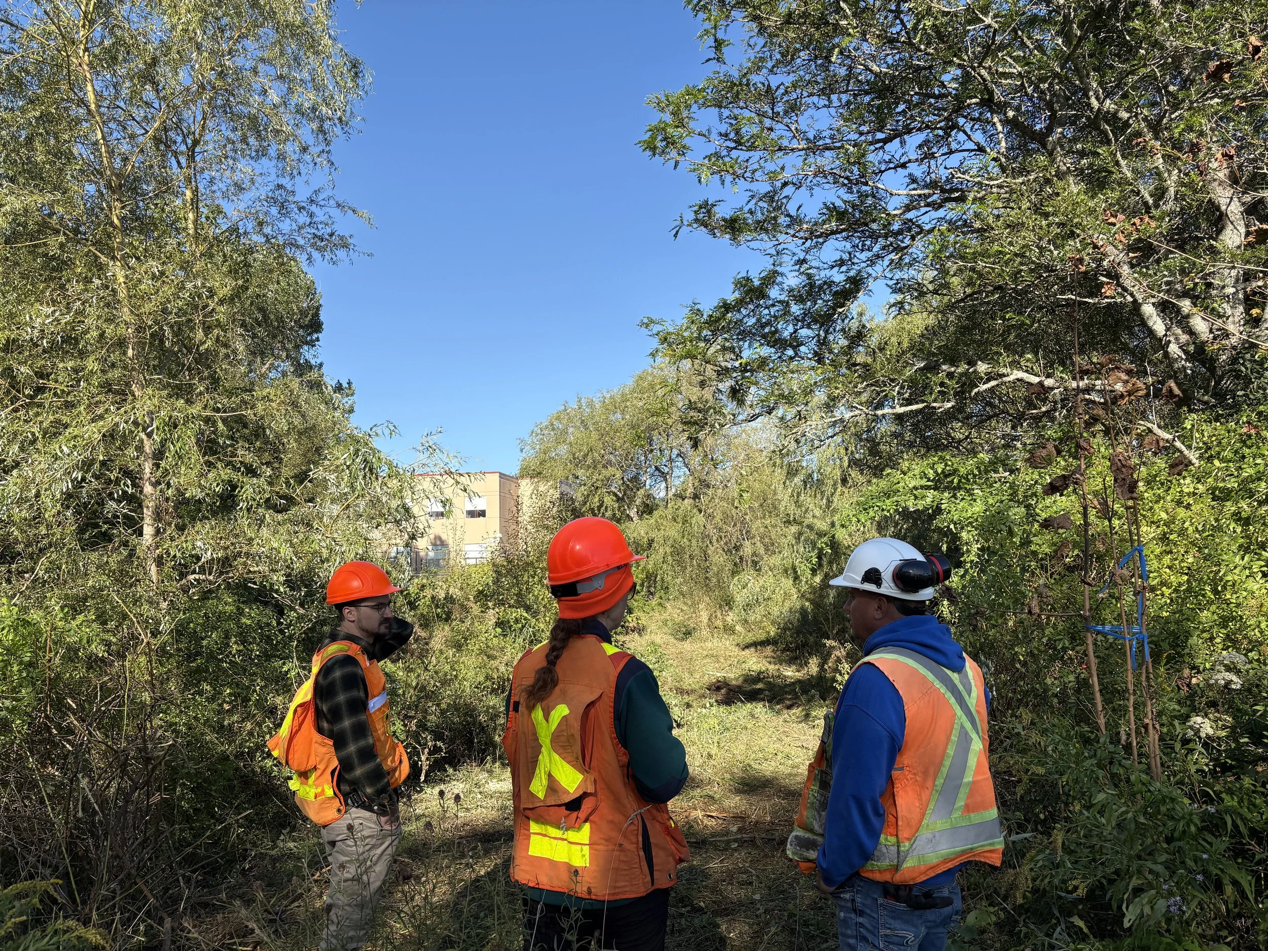 Large-scale invasive species removal at Site 1. September 2026.
