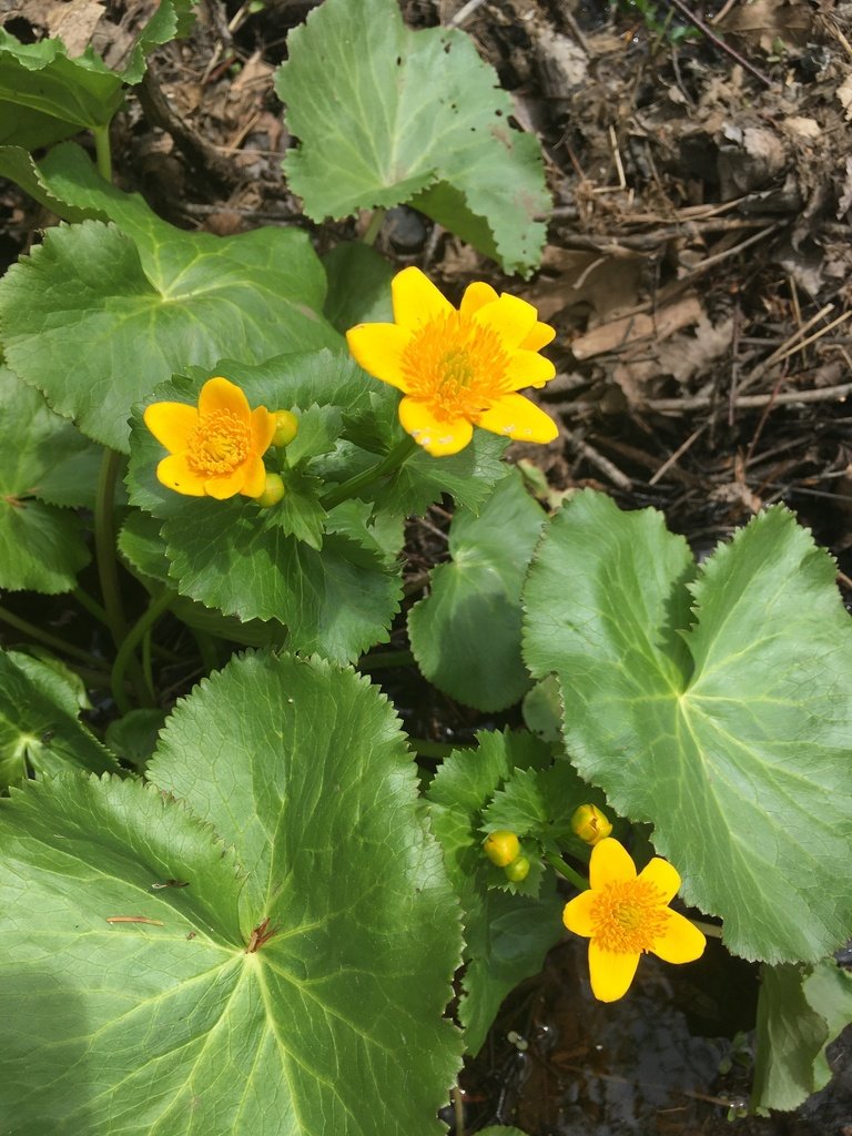 Marsh Marigold (Caltha palustris)