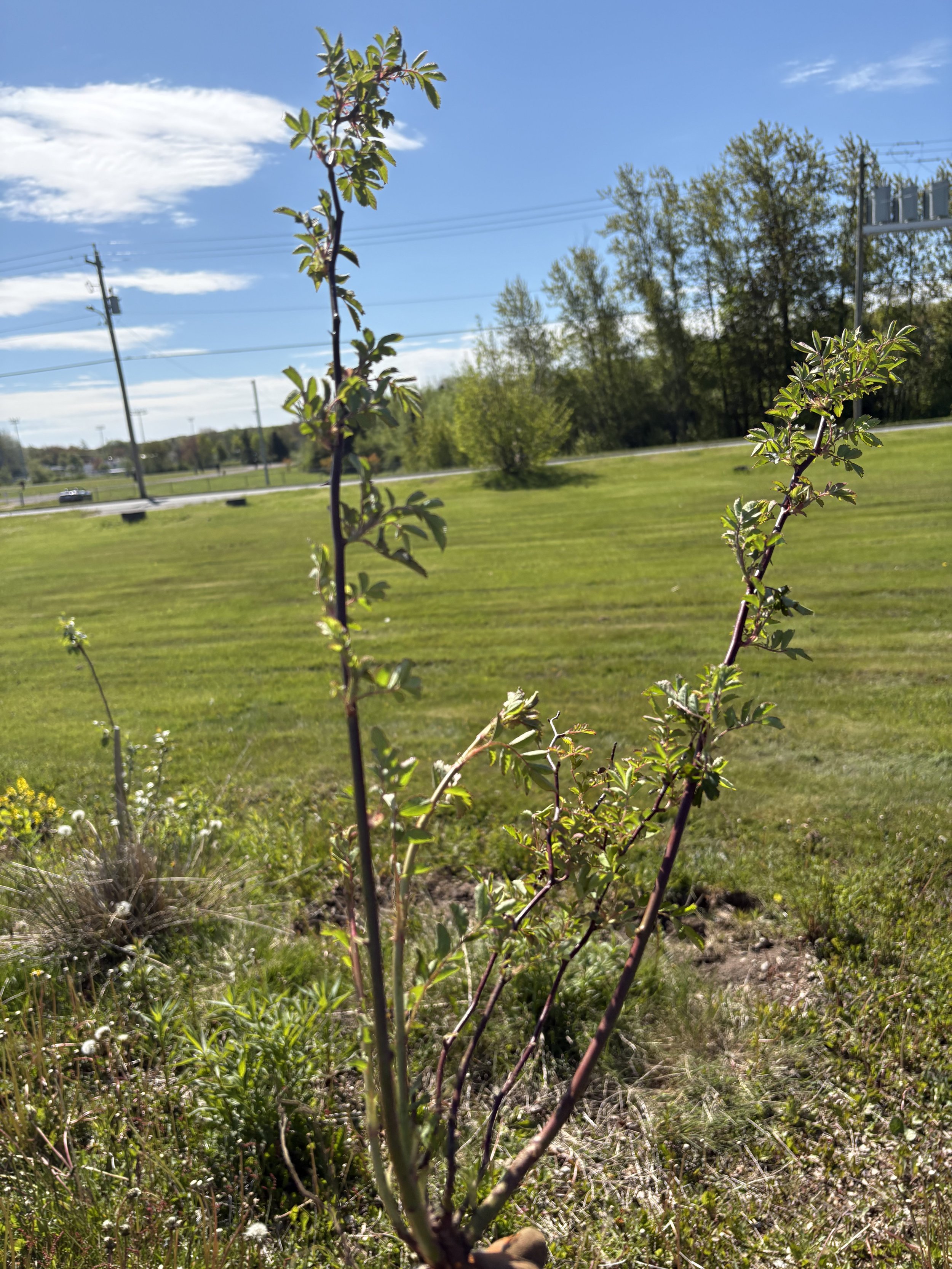 Multiflora rose removal. June, 2026