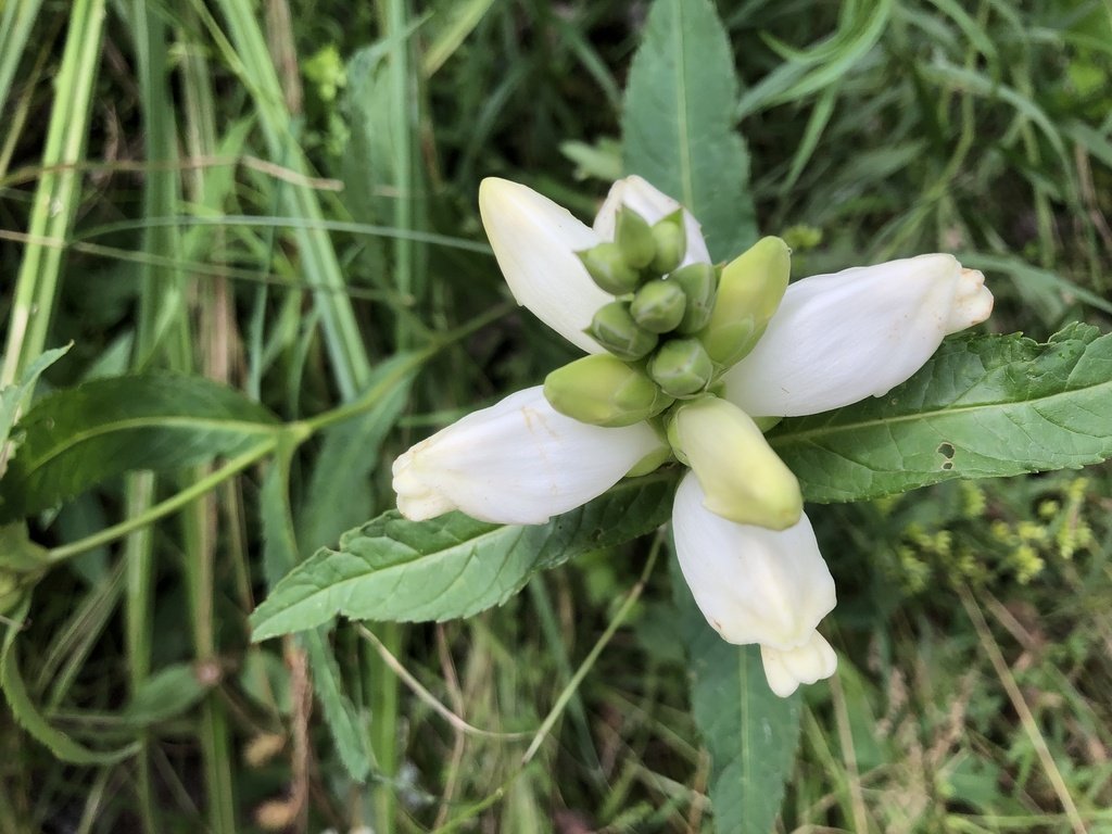 White Turtlehead (Chelone glabra)