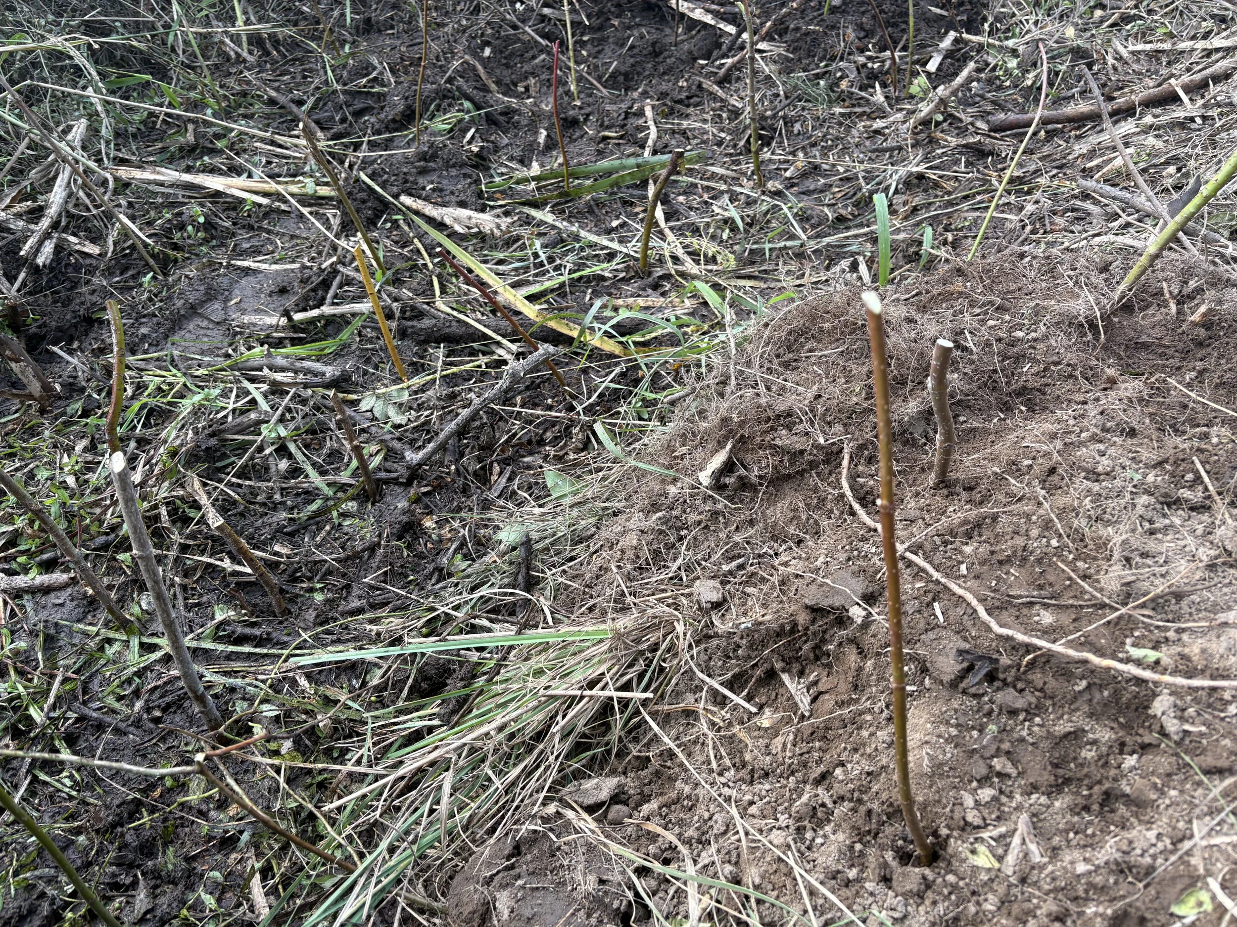 Live dogwood staking at Site 1. September, 2026. 