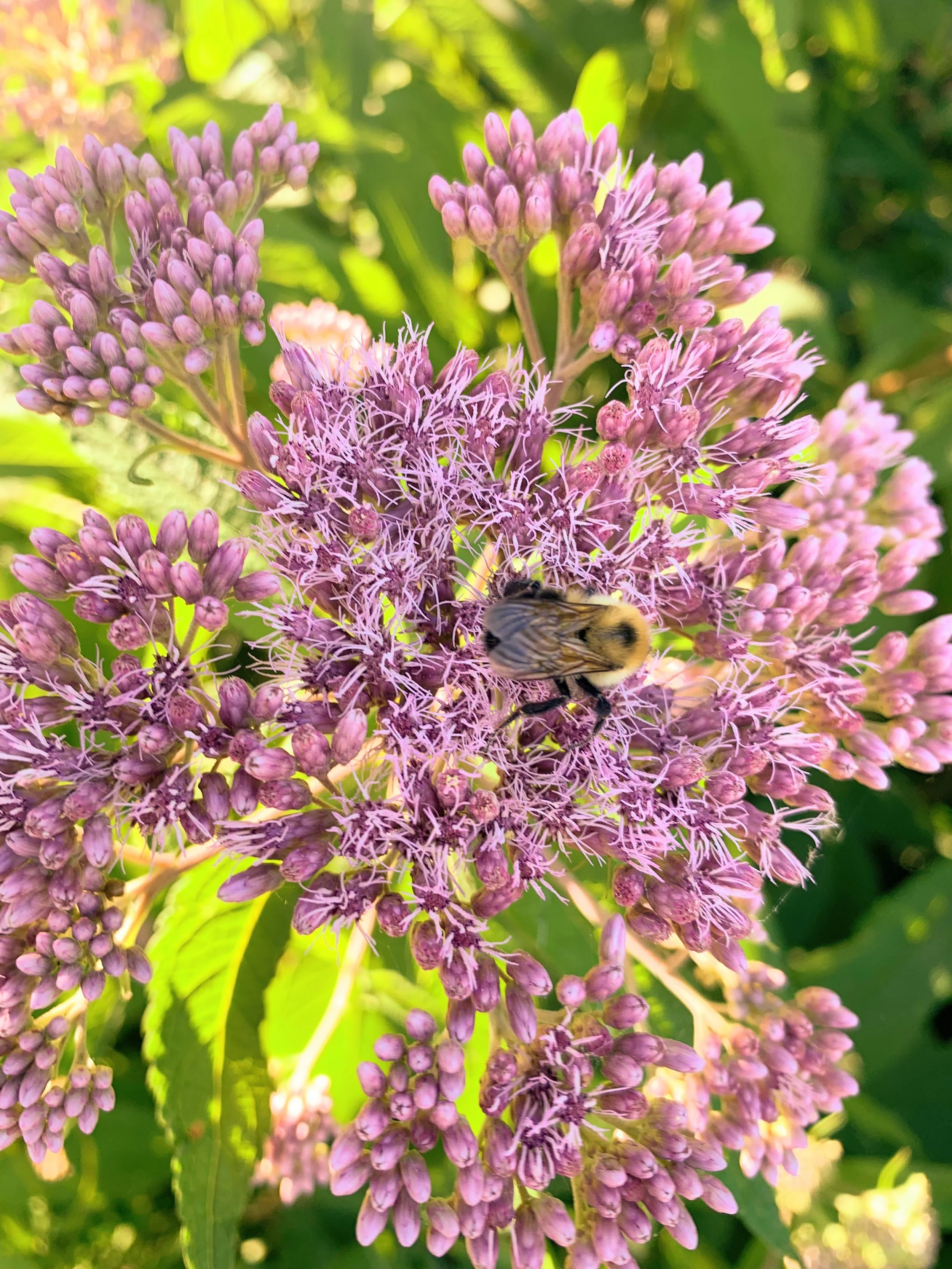 Joe Pye Weed (Eutrochium maculatum)
