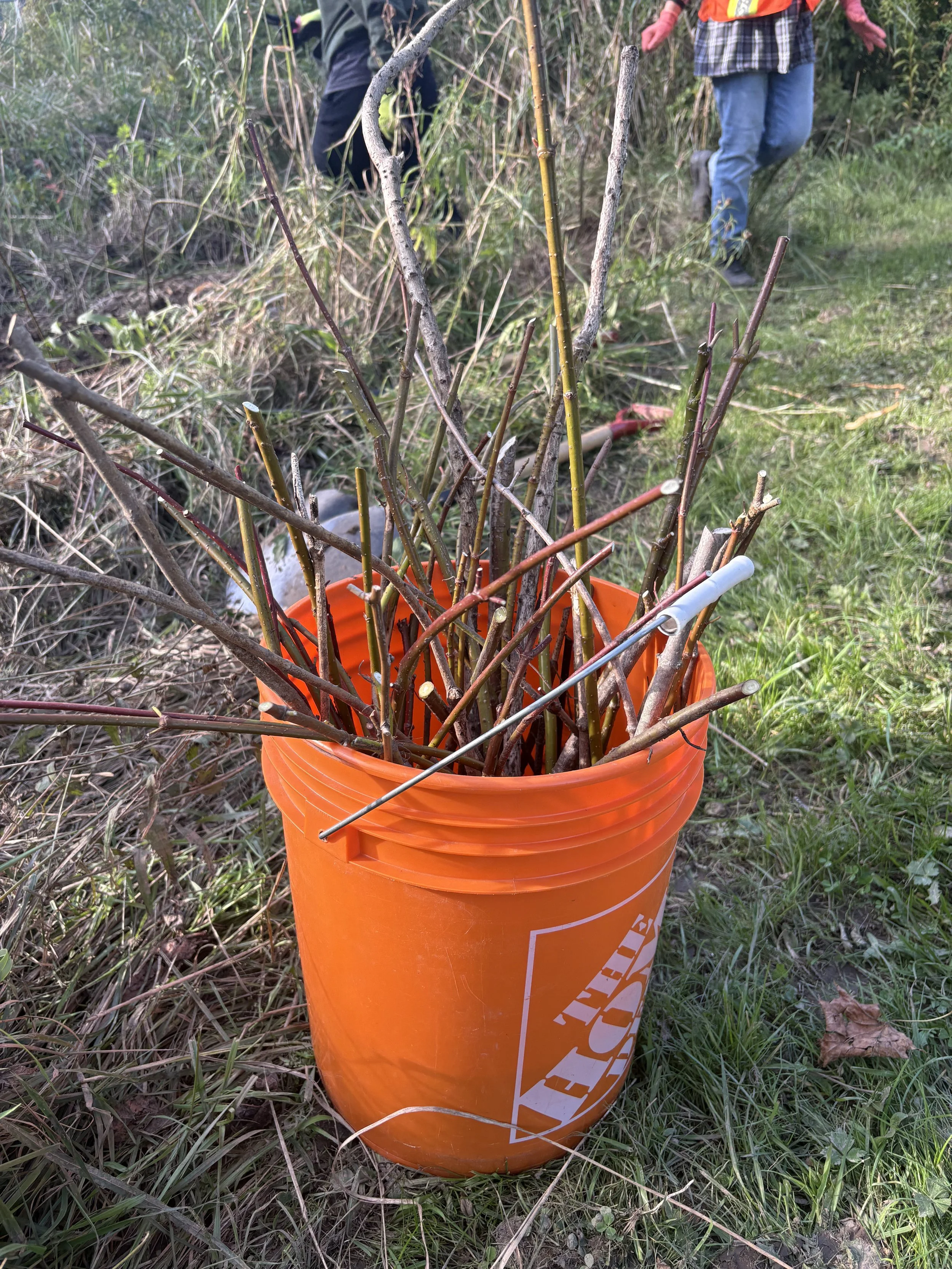 Live dogwood staking at Site 1. September, 2026. 