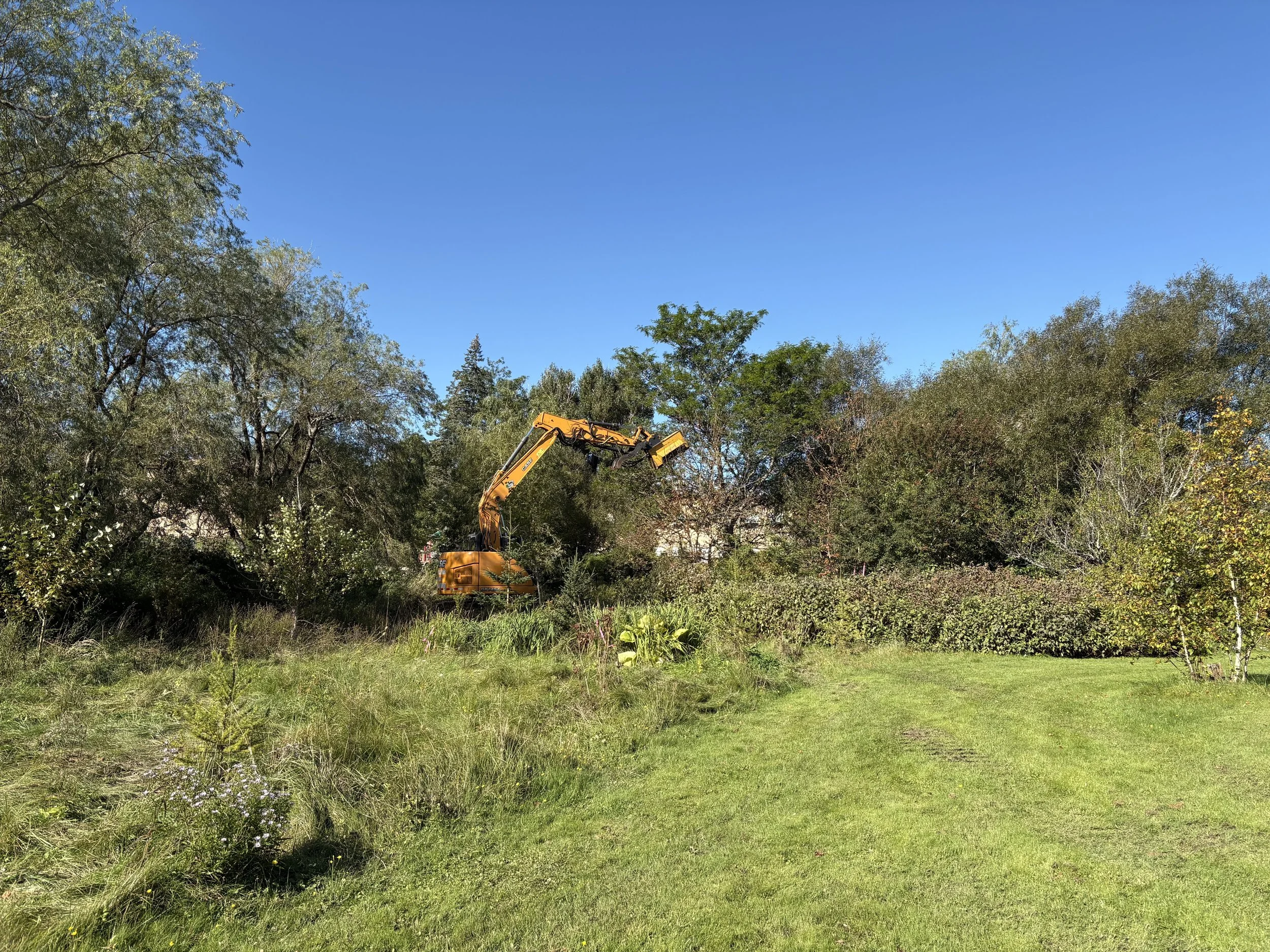 Large-scale invasive species removal at Site 1. September, 2026.