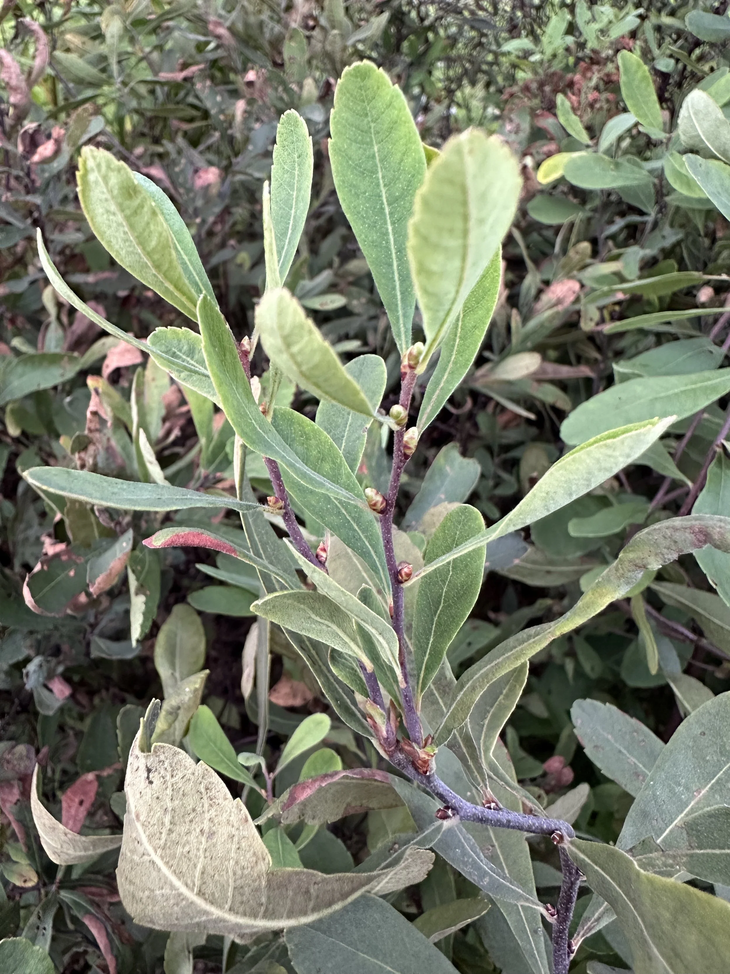 Sweet Gale (Myrica gale)