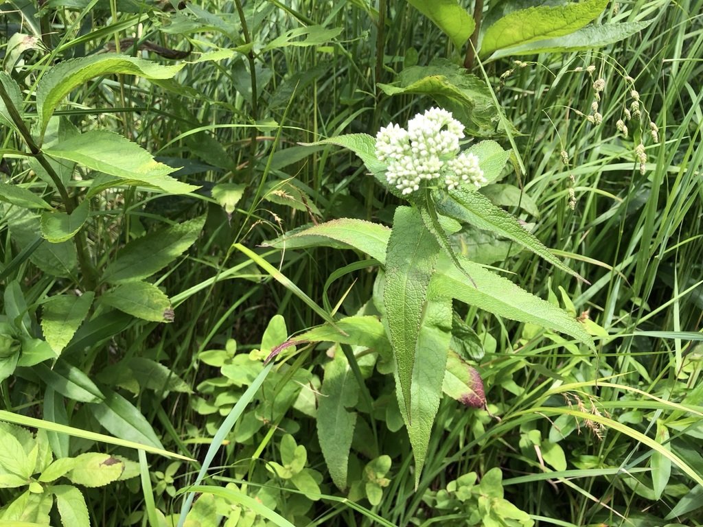 Boneset (Eupatorium perfoliatum)