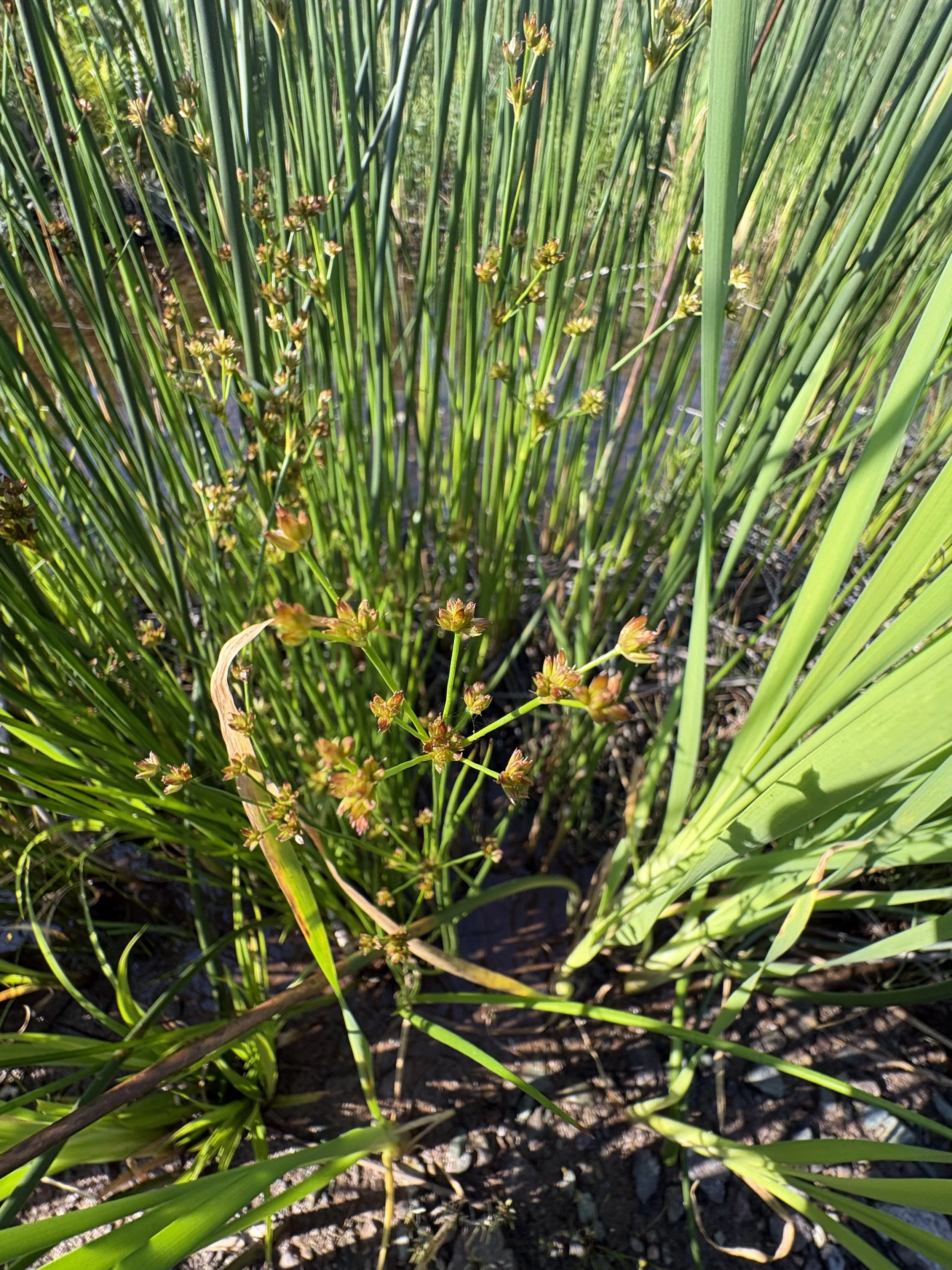 Canada Rush (Juncus canadensis)
