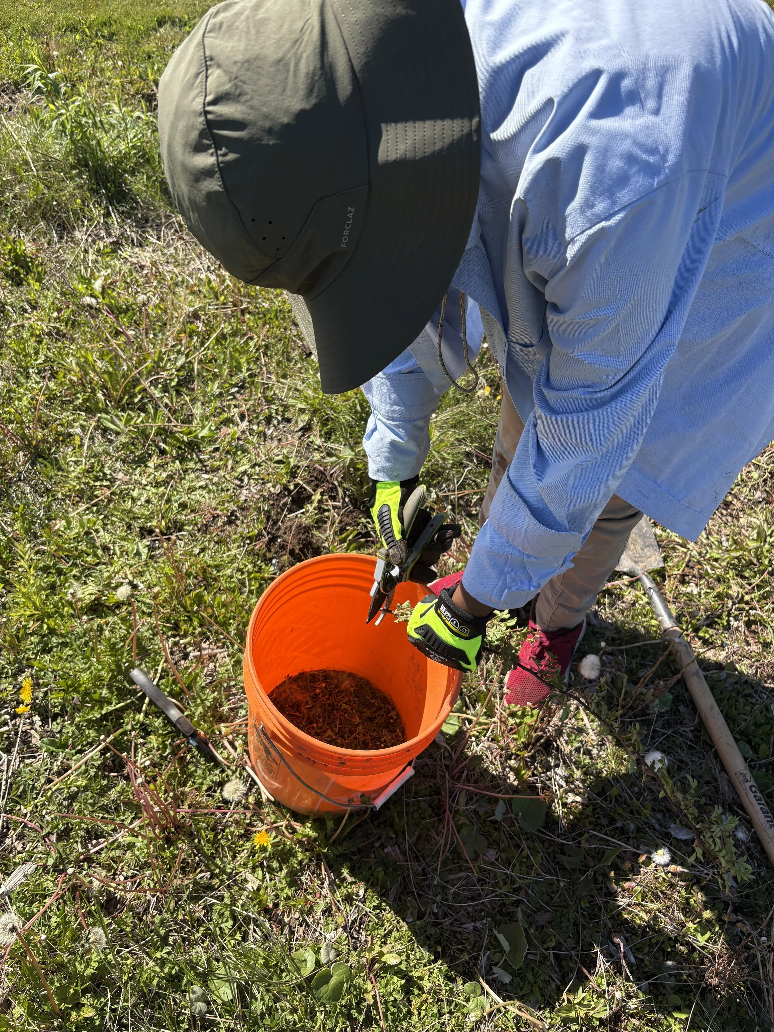 Multiflora rose removal. June, 2026