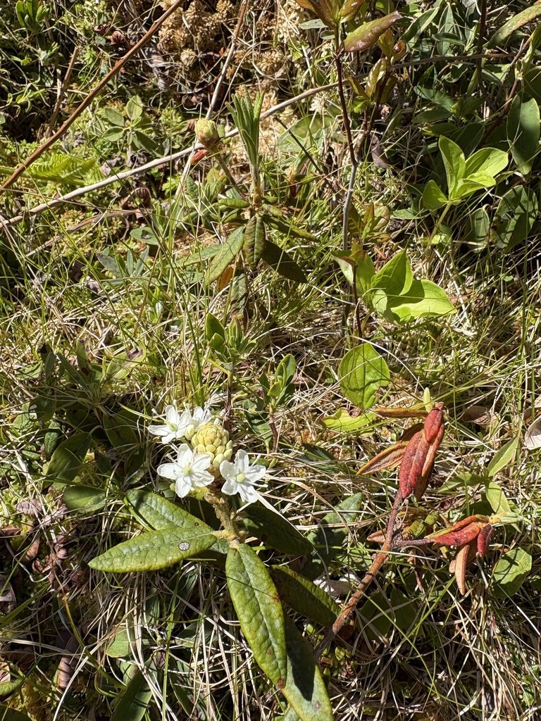 Labrador Tea (Ledum groenlandicum)