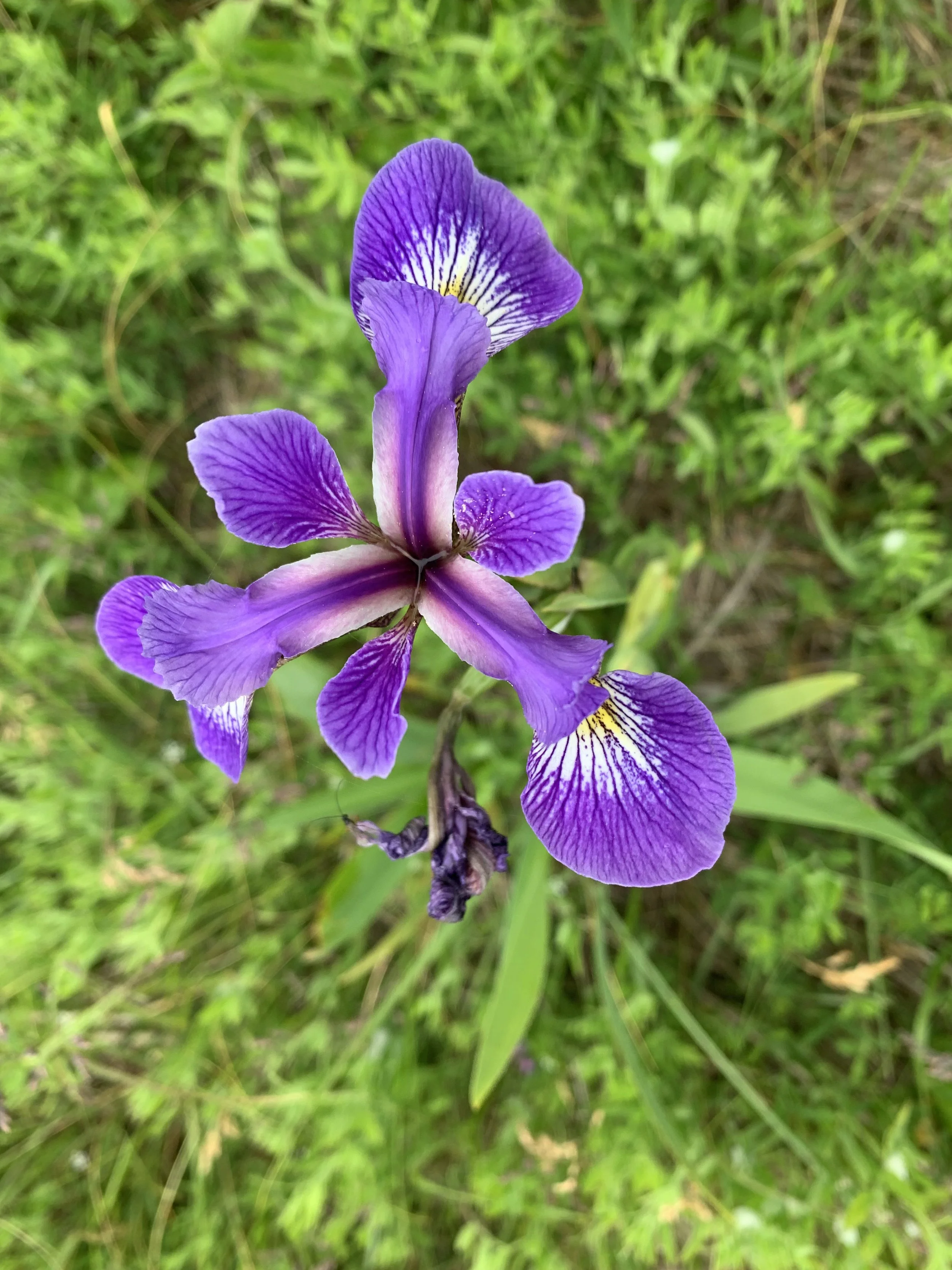 Blueflag Iris (Iris versicolor)