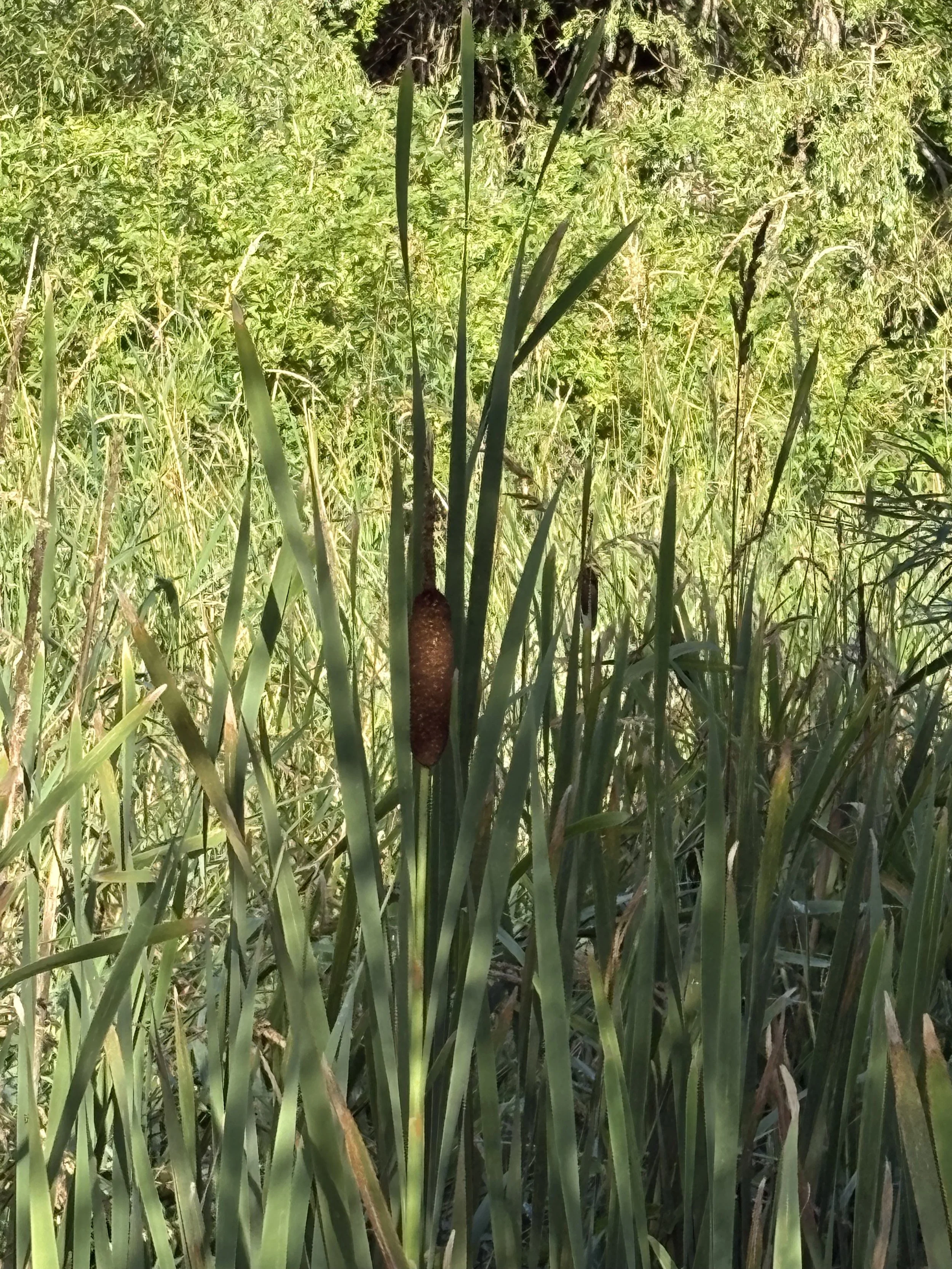 Broad-Leaf Cattail (Typha latifolia)