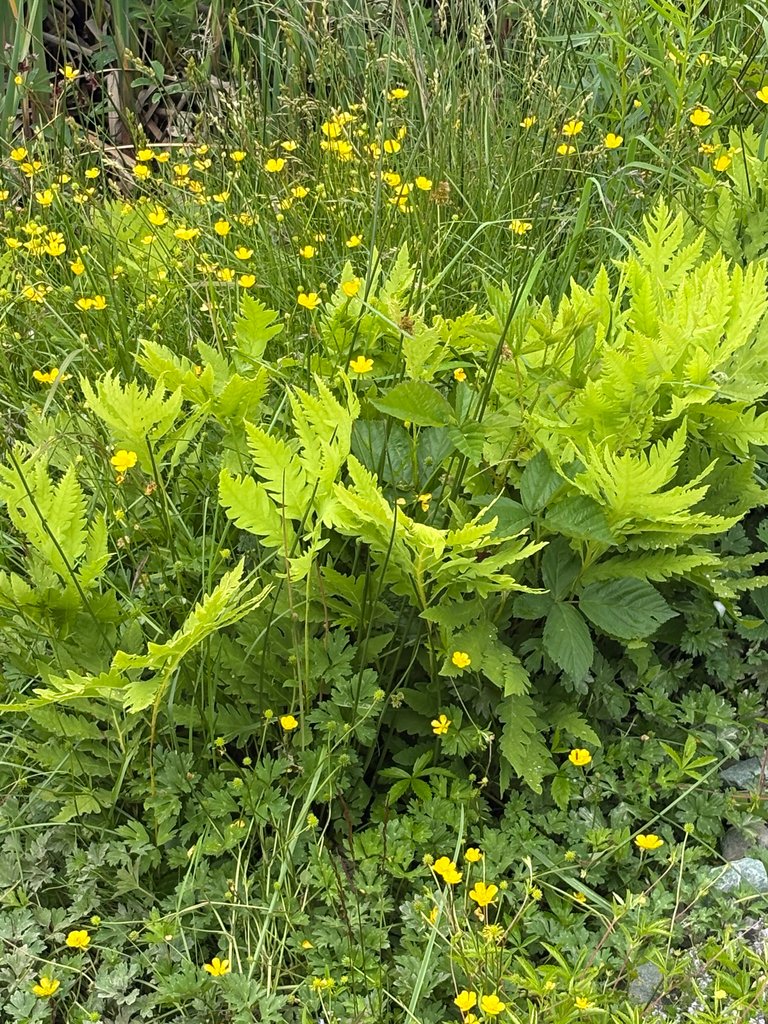 Sensitive Fern (Onoclea sensibilis)