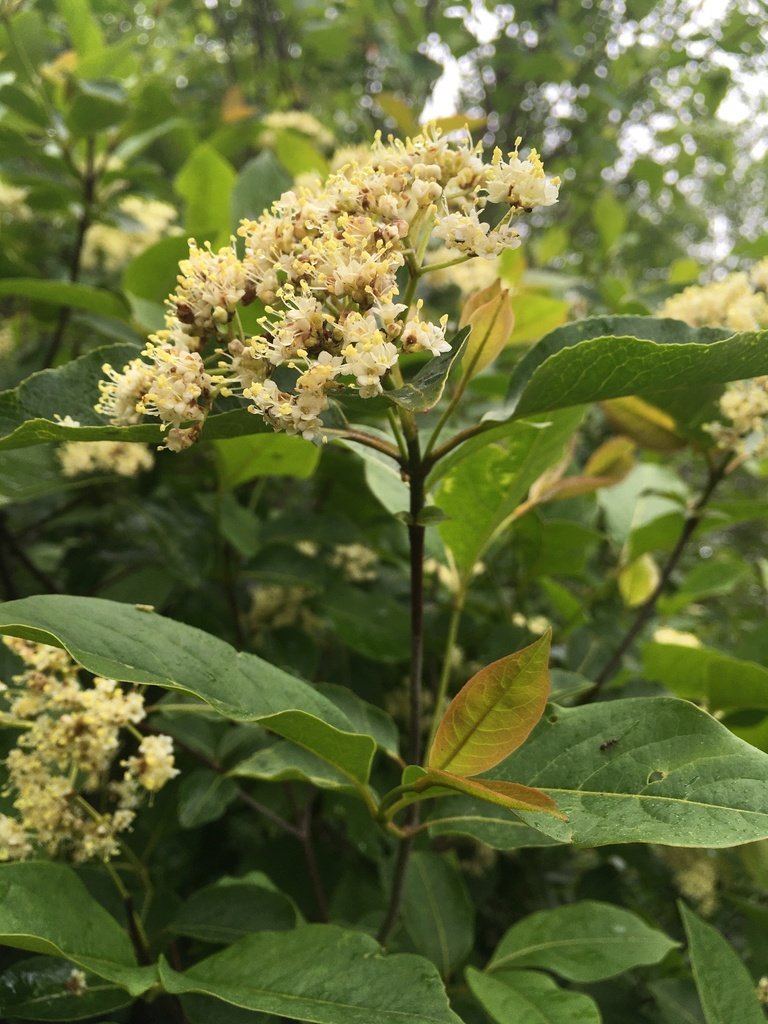 Wild Raisin (Vibernum cassinoides)
