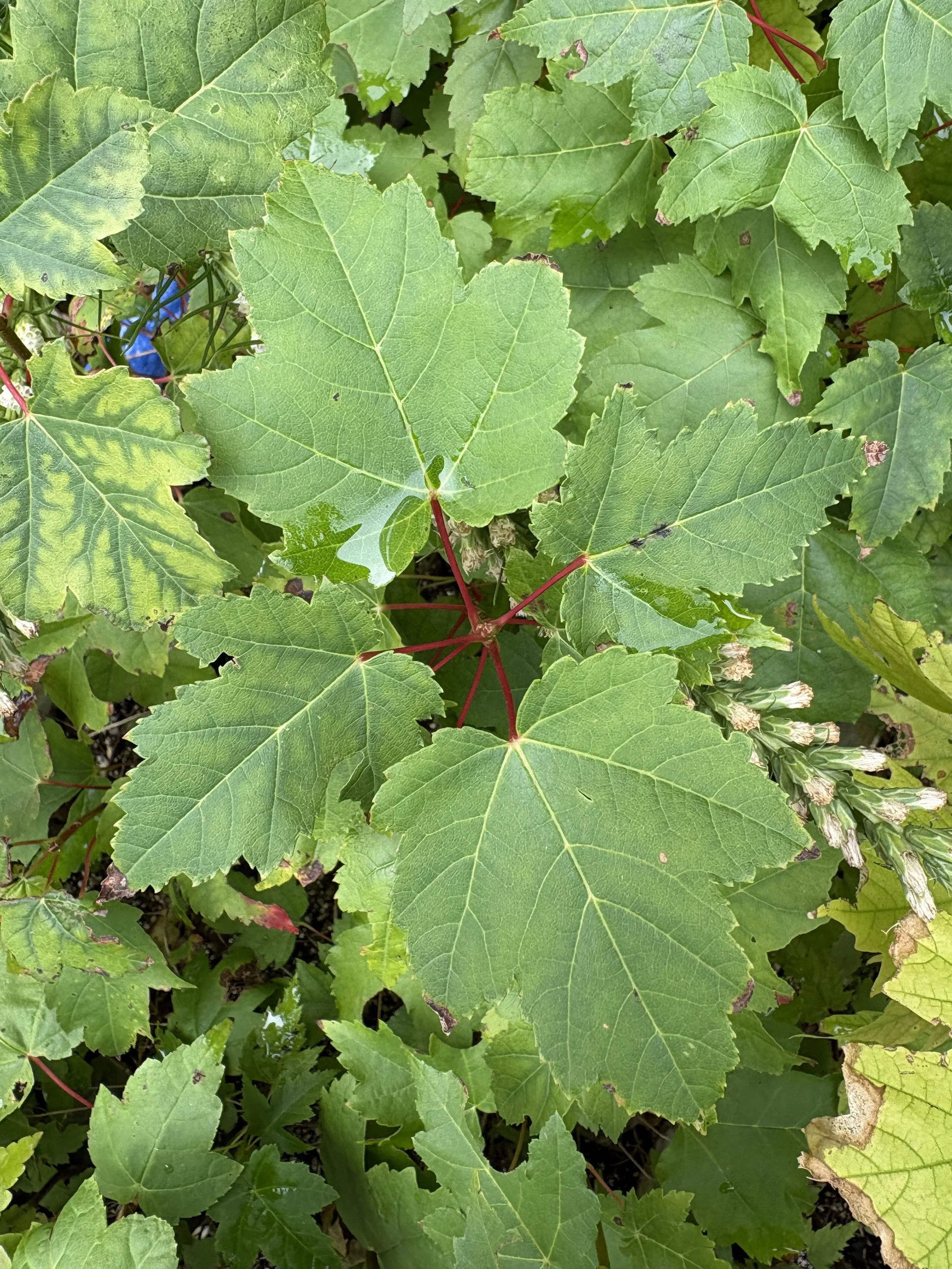 Red Maple (Acer rubrum)