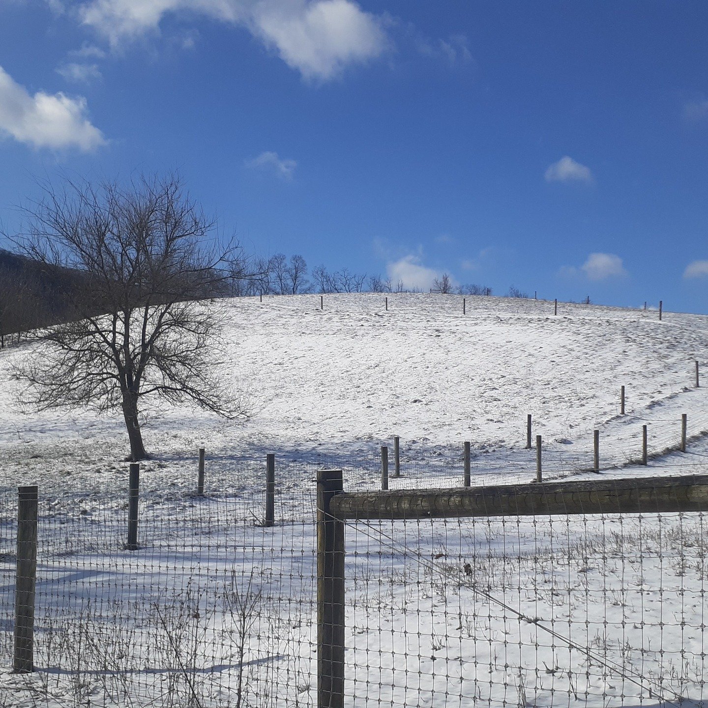HaPpY St. Patrick's Day! 12 hours: from 66 degrees to snow on the pastures AND more snow at noon! Someone has a sense of humor and I choose laughter 🤣!
#hameaufarm