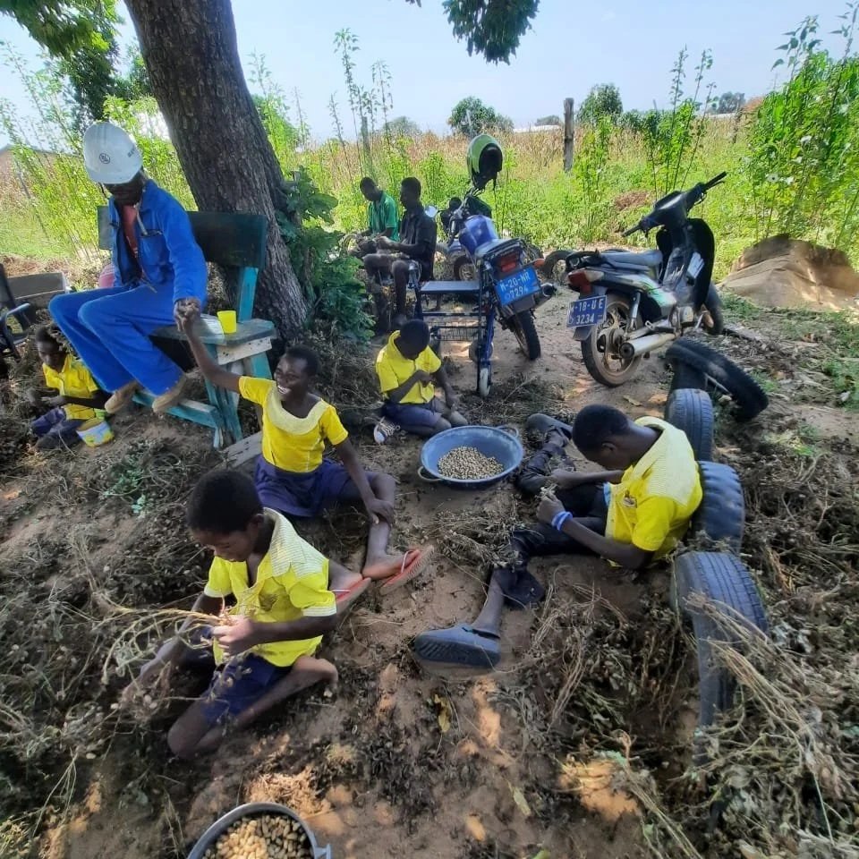 Blog 78 Harvesting groundnuts