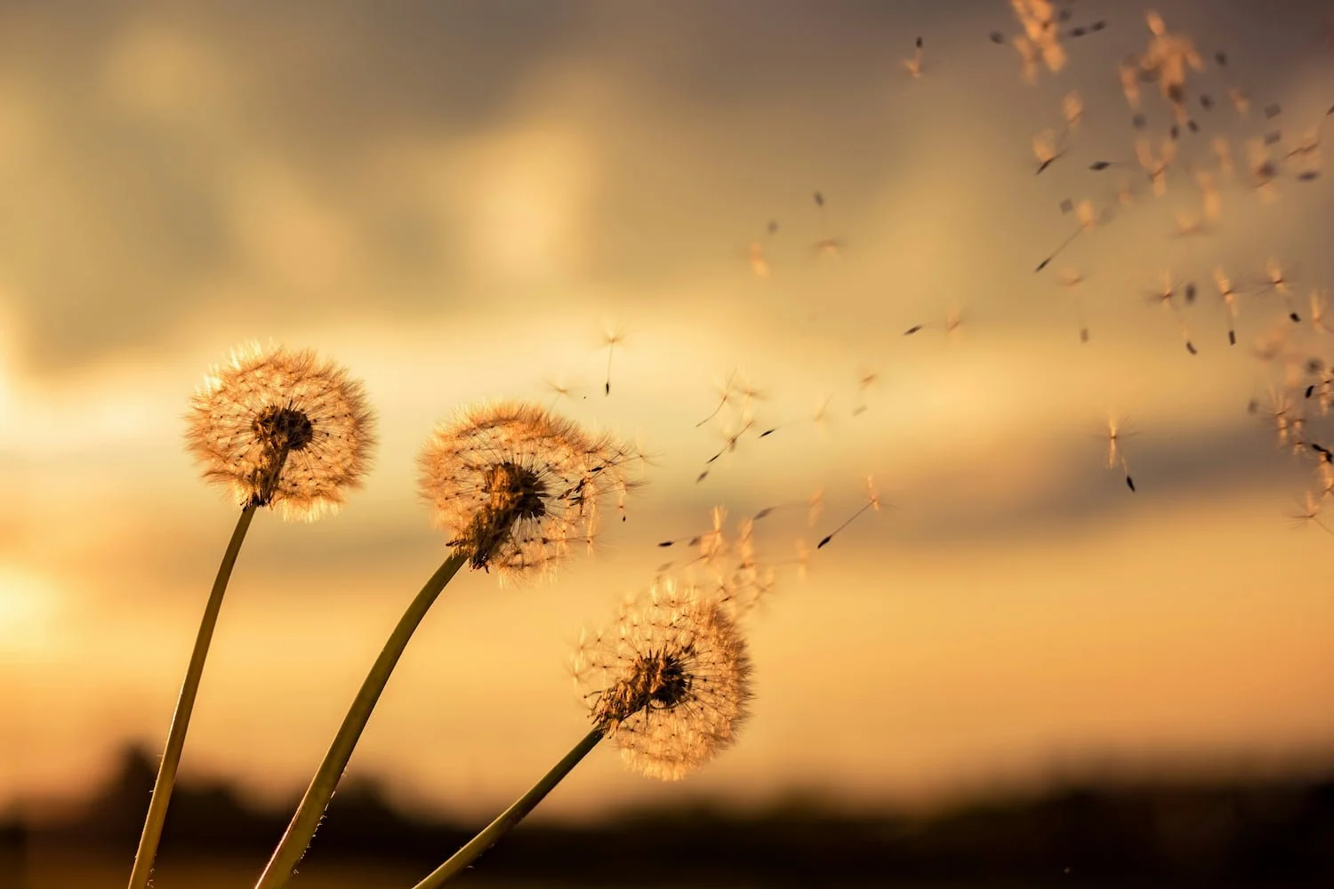 Three dandelions in various stages of leaning and dispersing seeds, symbolizing changing relationships and connection.