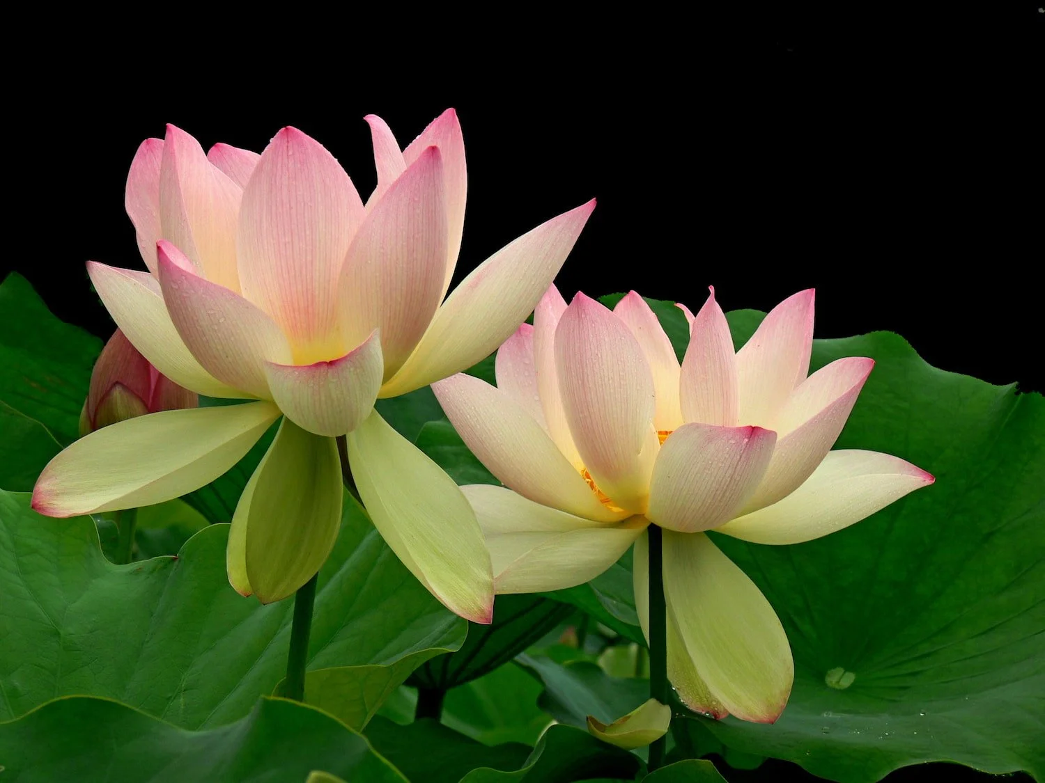 Two blooms side by side rising from calm waters, symbolizing attentive presence, mutual understanding, and the flow of effective communication.