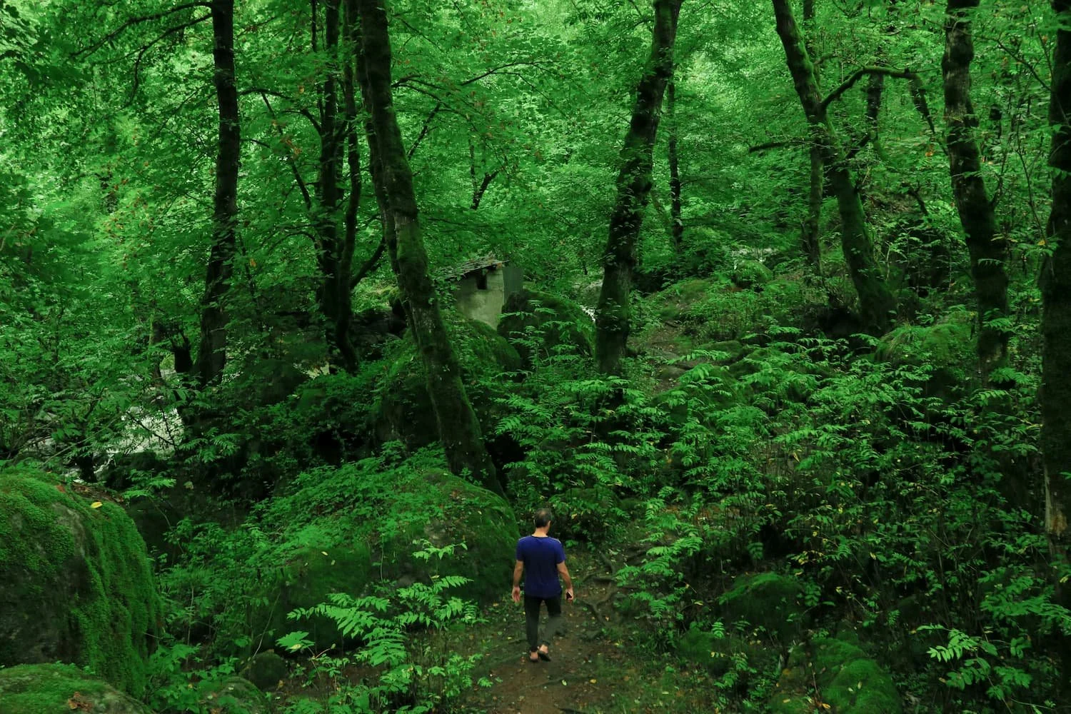 A person walking through a lush green forest, symbolizing self-care as emotional renewal and a pathway out of depression.