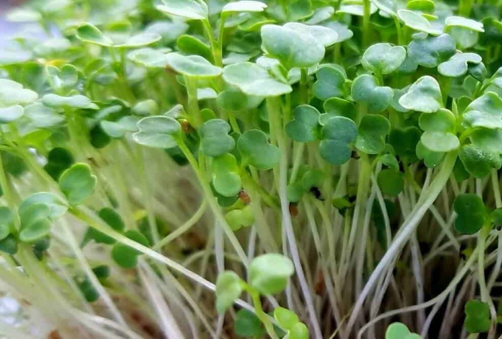 Arugula.jpg