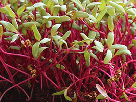 beet-detroit_dark_red.png
