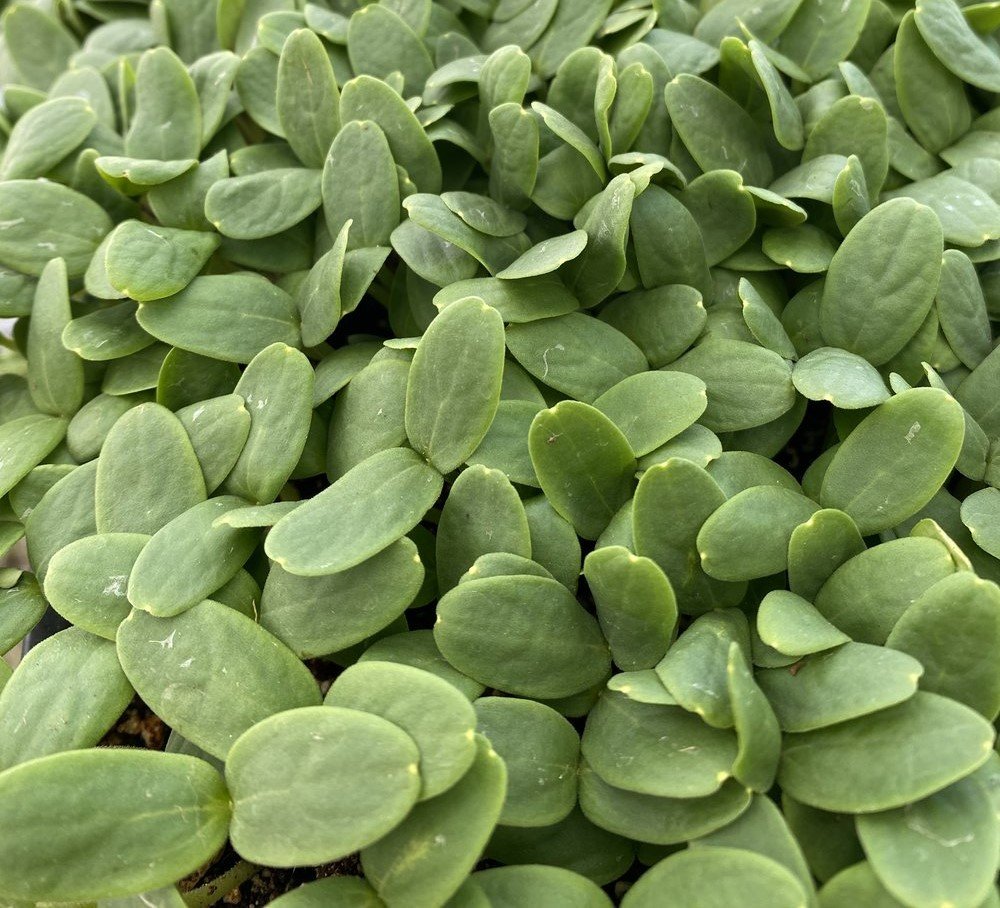cantelope.jpg