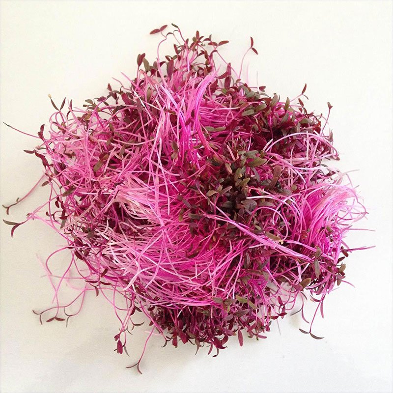 micro-pousse-amarante-amaranth-x2.jpg
