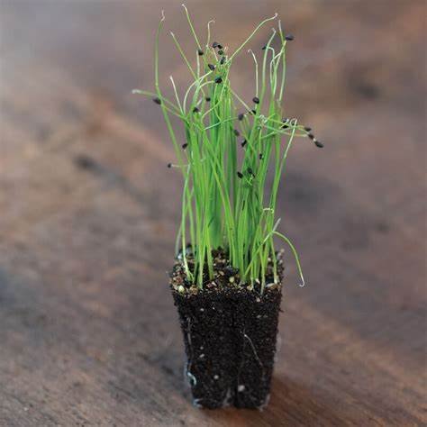 scallion.jpg