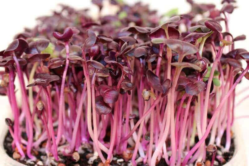 rambo-radish-microgreens-close-up.jpg