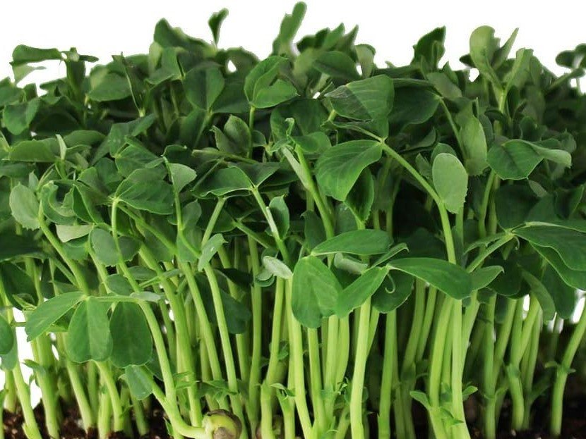 pea.jpg