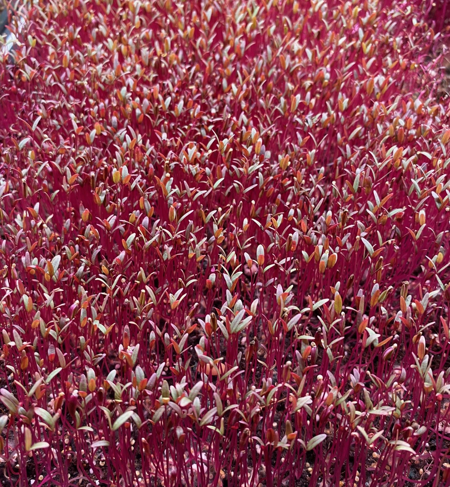 amaranth.jpg