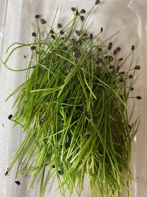 scallion cut.jpg