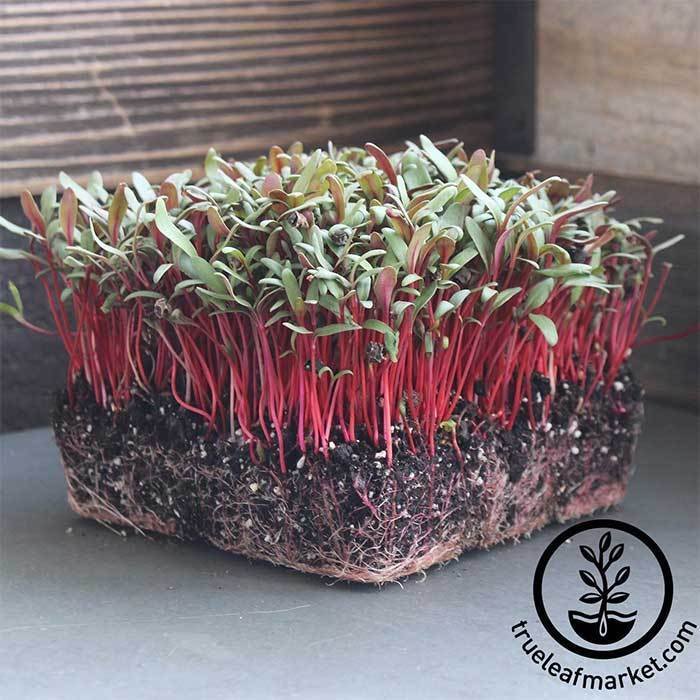 swiss-chard-ruby-red-microgreens-2-wm_700 (1).jpg