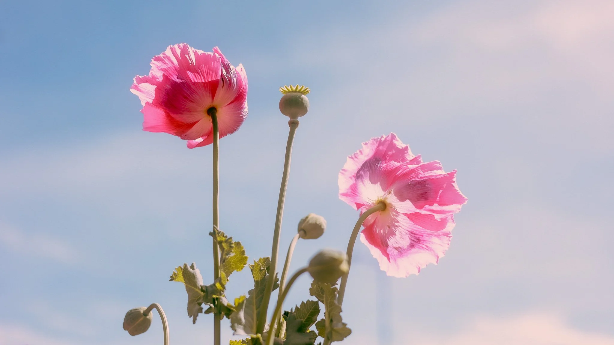 Ethereal poppies for dreamy stock footage licensing