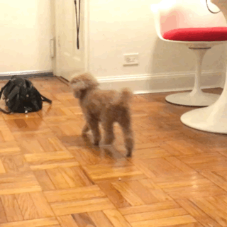 Poodle nudging his bag