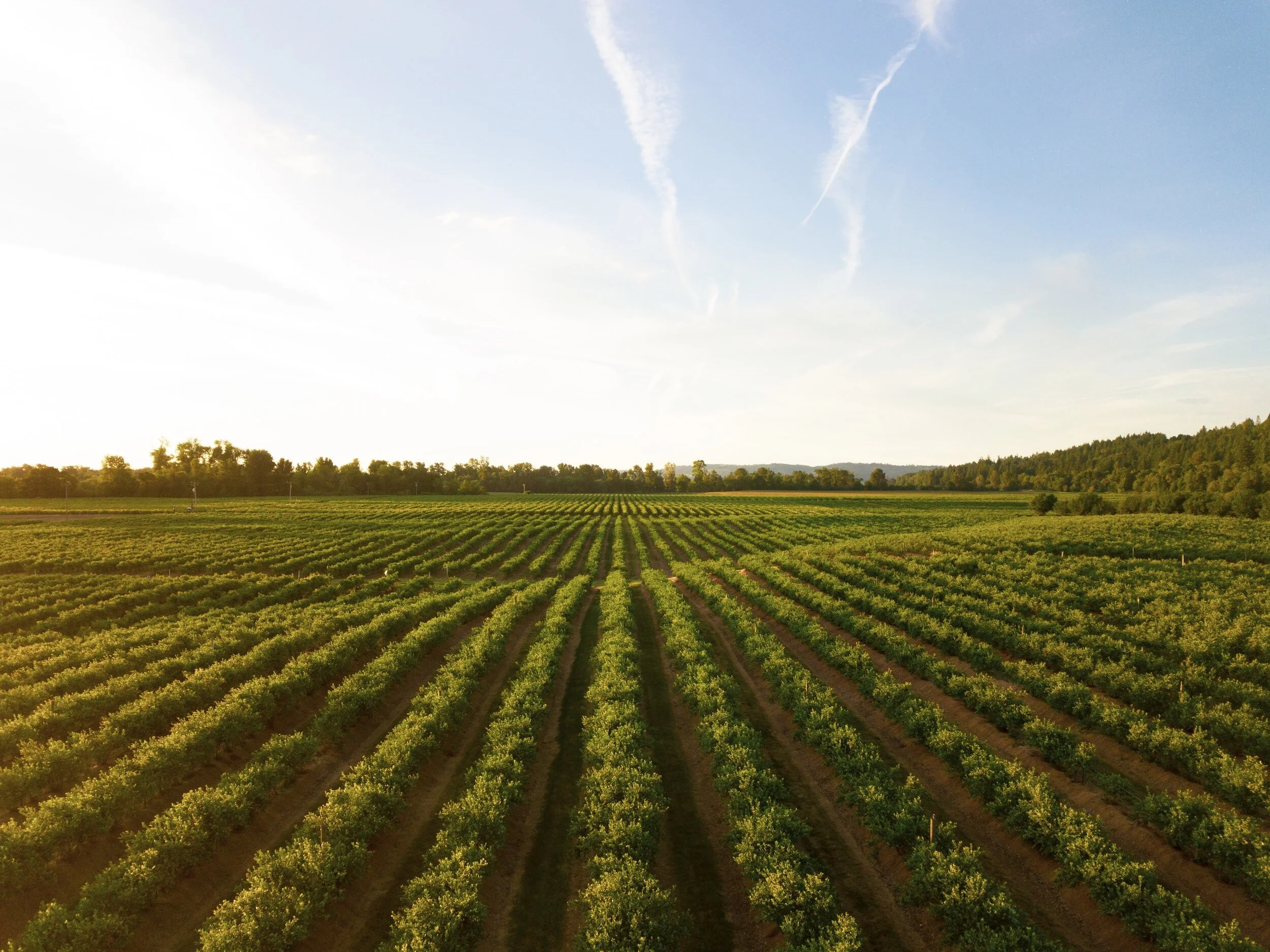Expansive green crop field under a clear sky with rows of plants and a tree line in the distance.