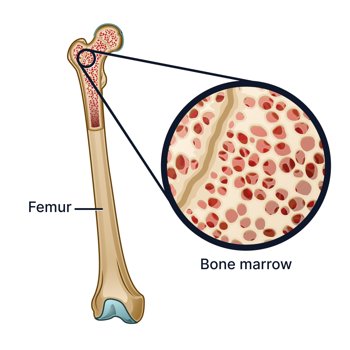 Bone marrow.png
