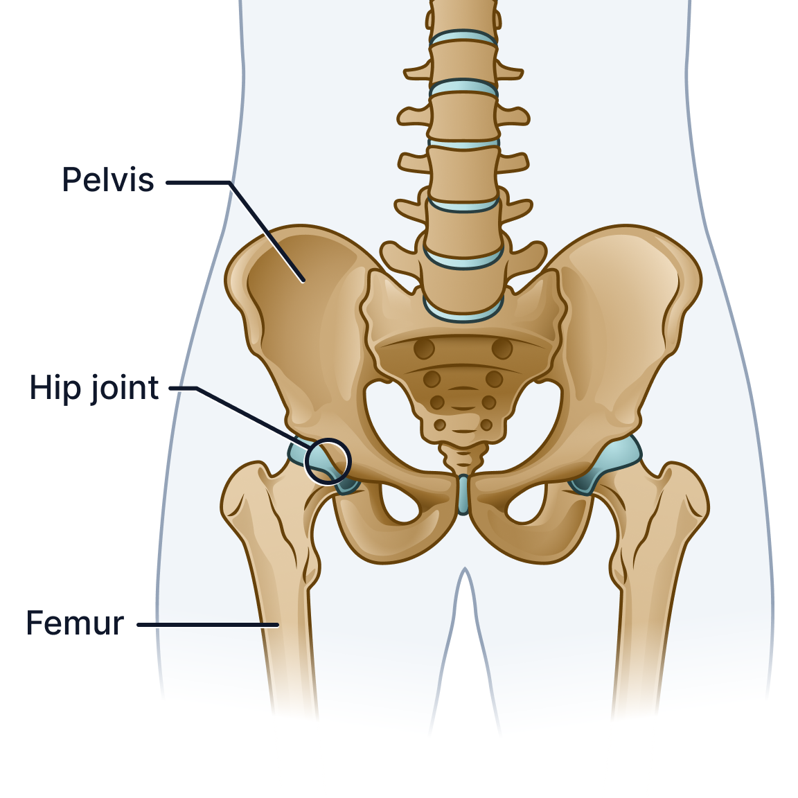 Hip joint.png