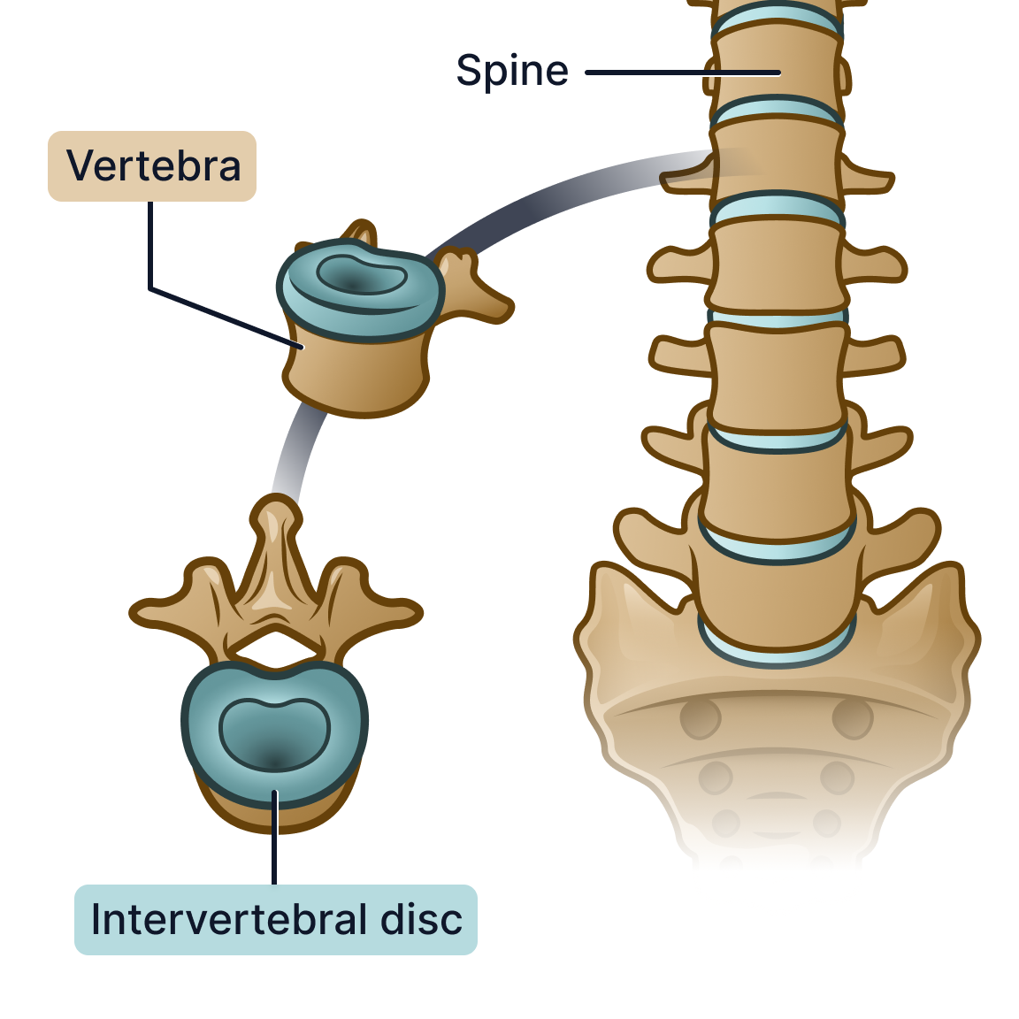 Intervertebral disc.png