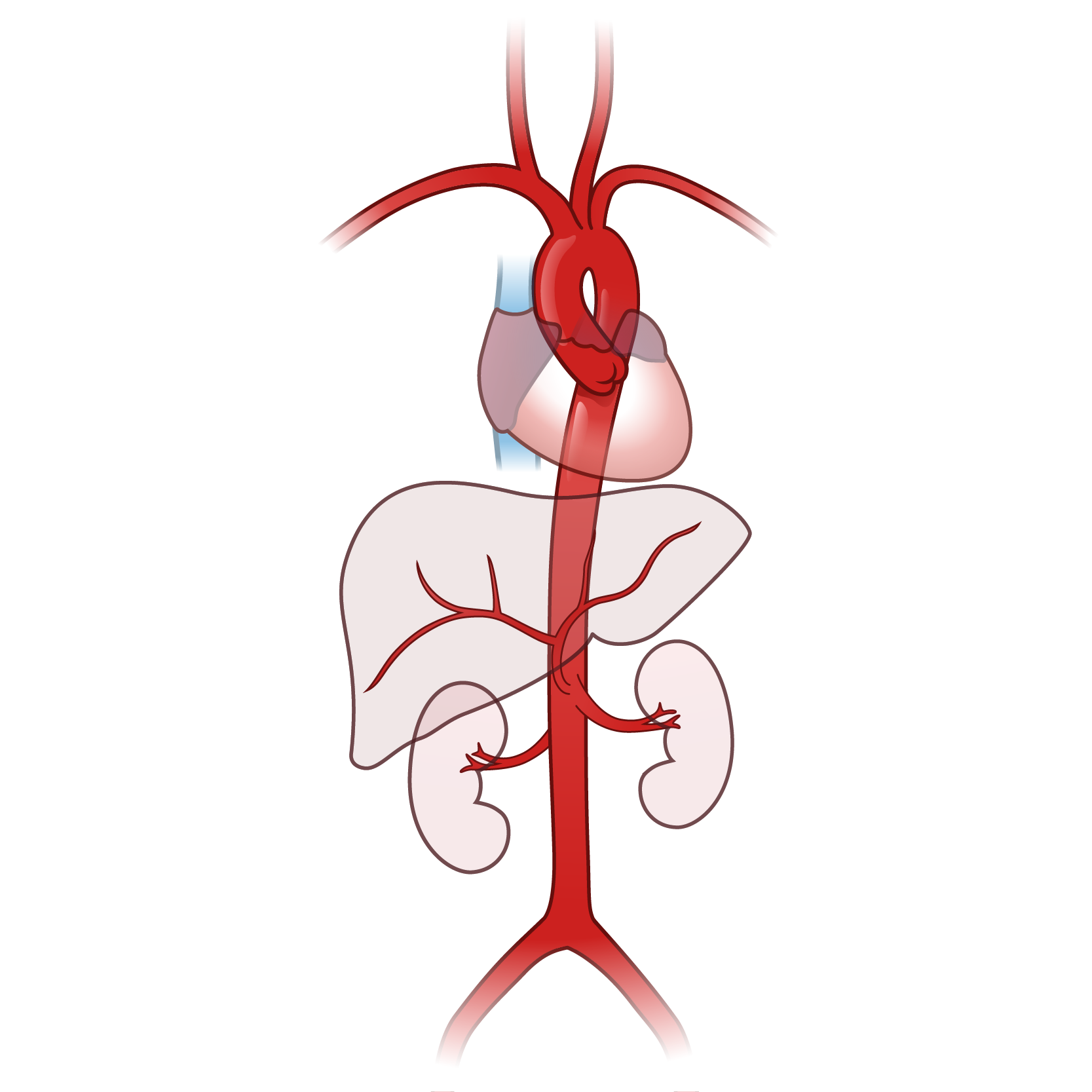 Aorta Illustration Pic v002.png