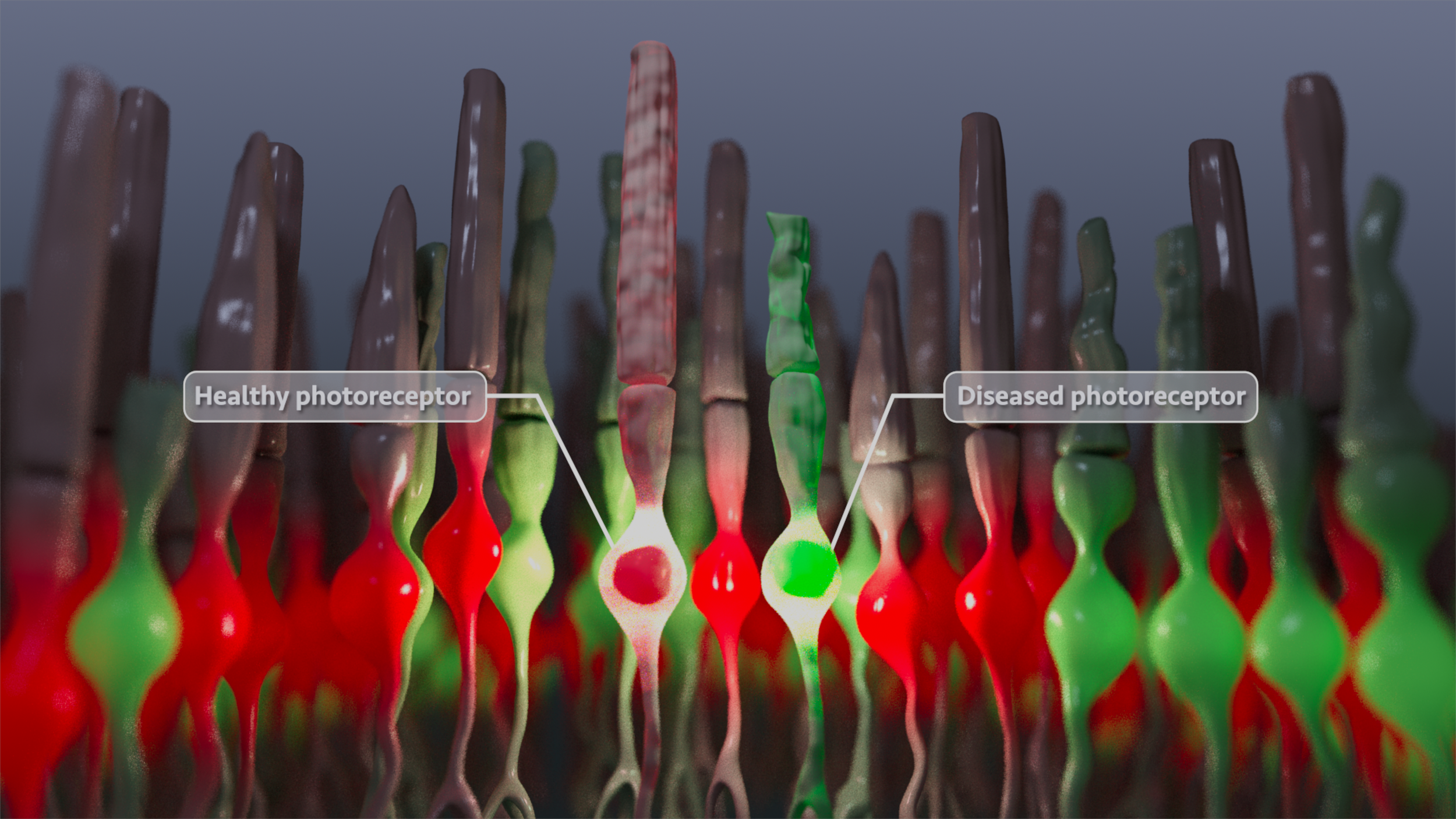MRP Still 3 - Photoreceptors.png