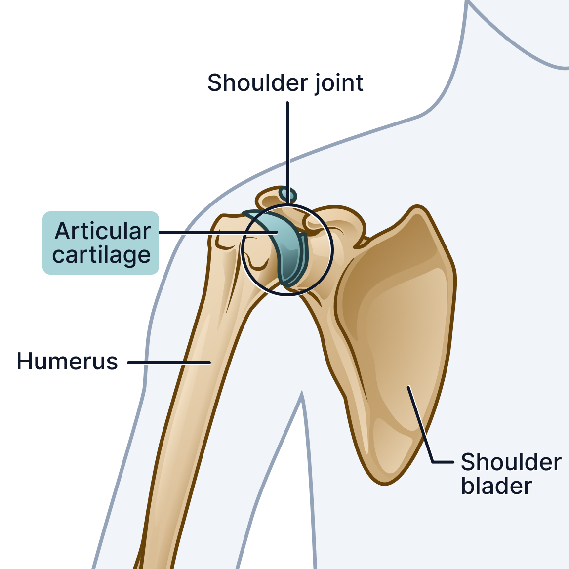 Articular cartilage.png