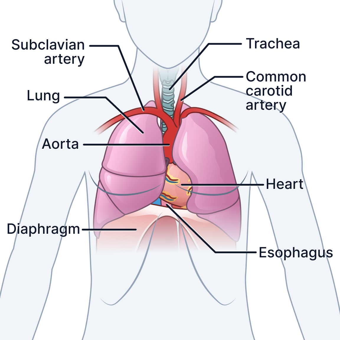 Thorax.png