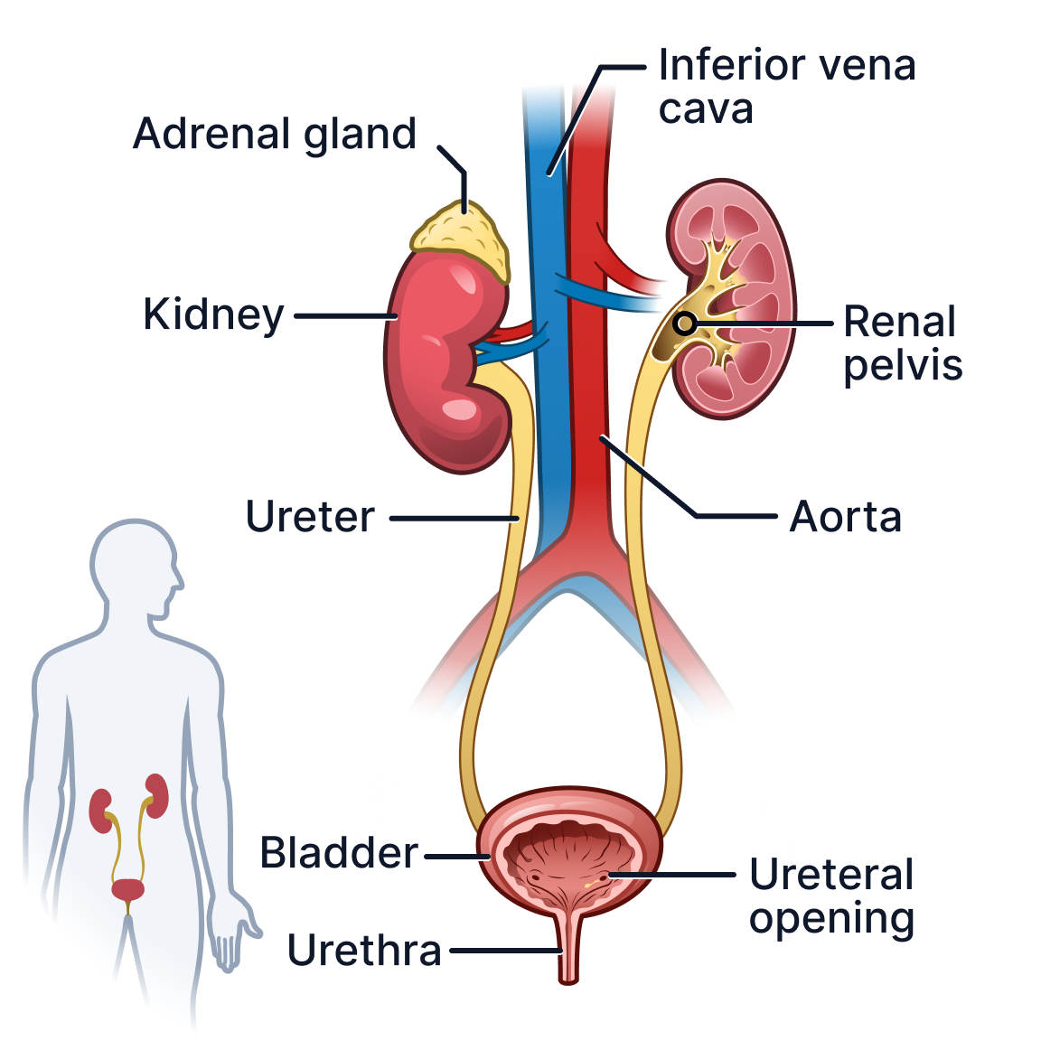 Urinary Tract.png