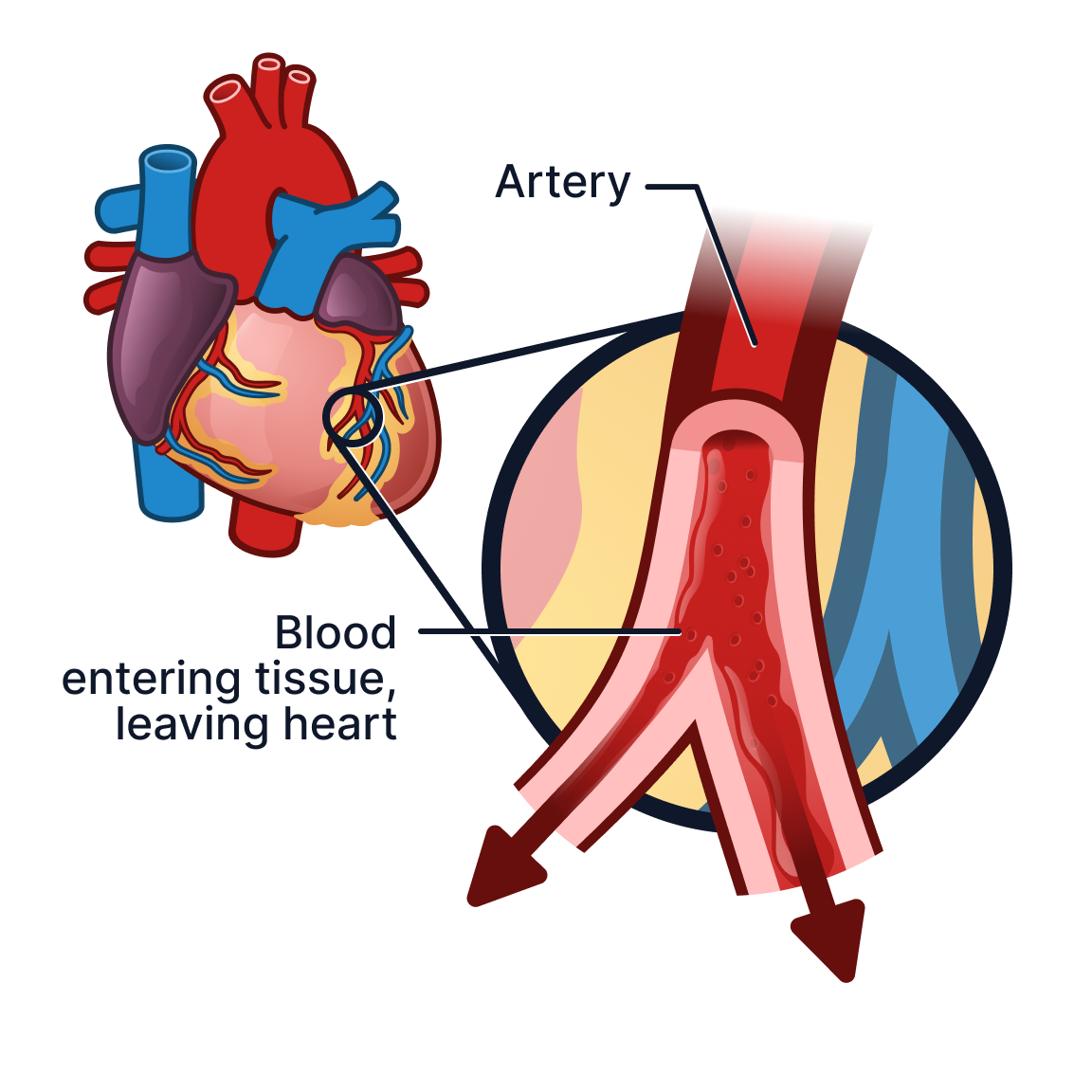Artery.png